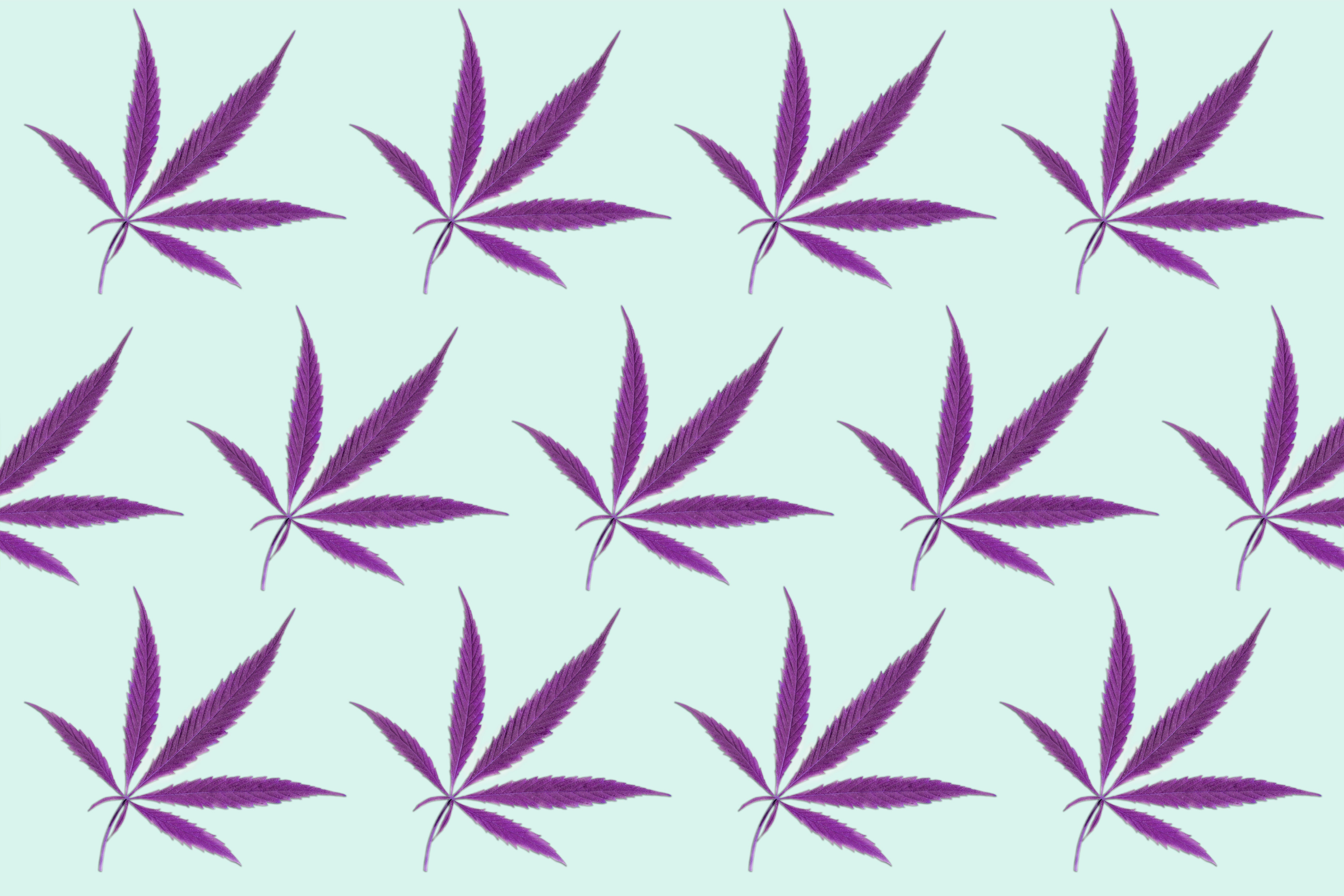 A large group of purple five-leafed cannabis flowers are laid out over a turquoise surface.