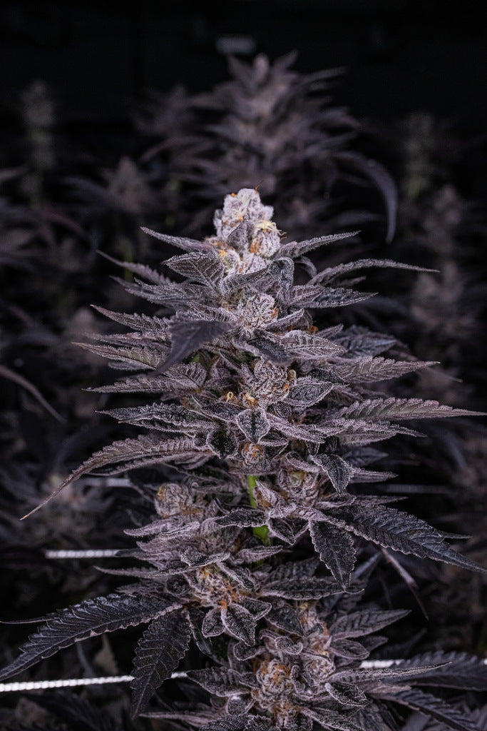 Stalks of purple-hued cannabis flower plants are held up by ropes against a black background.