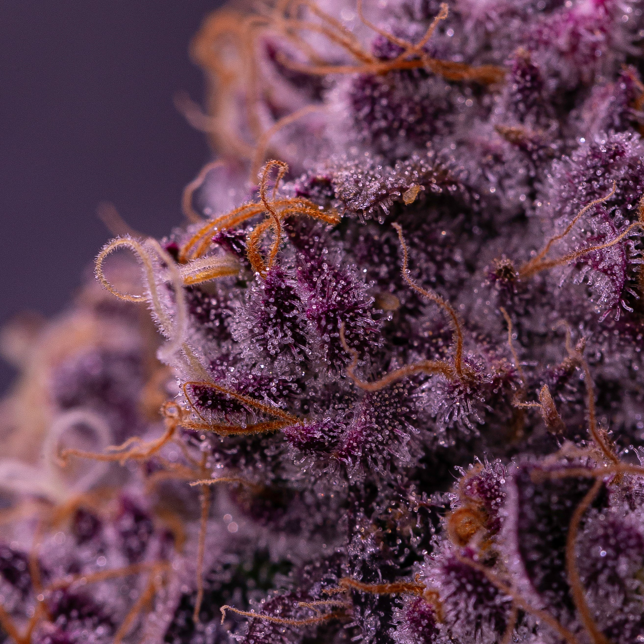 A thick cannabis flower bud glows with a rich purple color and has sparkling white trichomes.