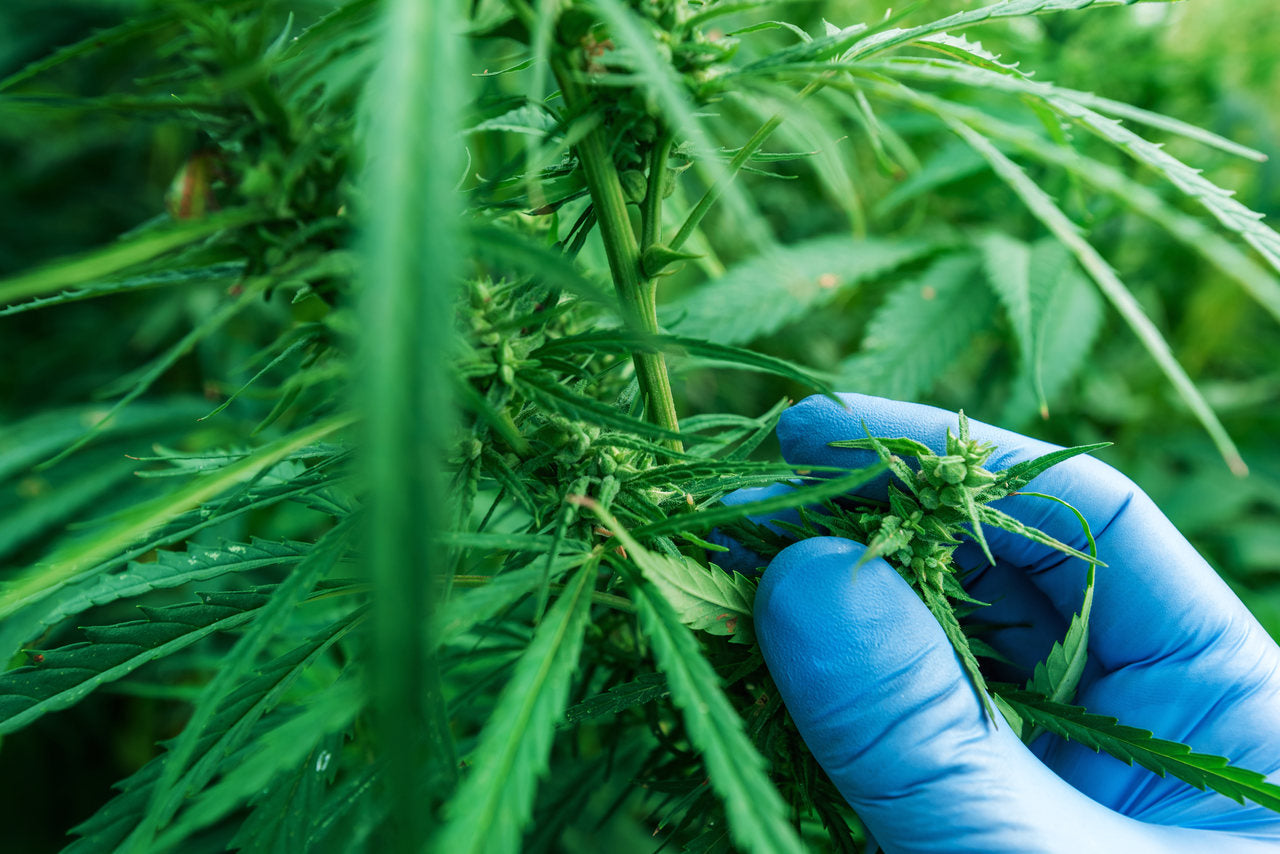 A scientist wearing a blue glove examines the cannabis flower leaves of a plant from the blue razz slushie strain.