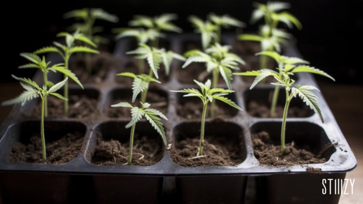 weed seedlings