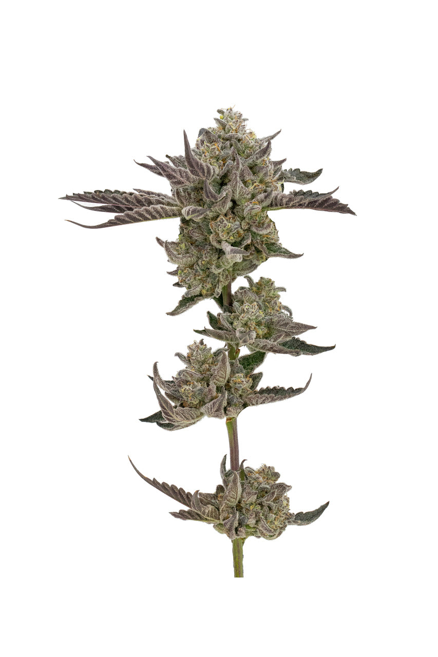A cola with cannabis flower nugs from the Slurricane strain stands against a white background.