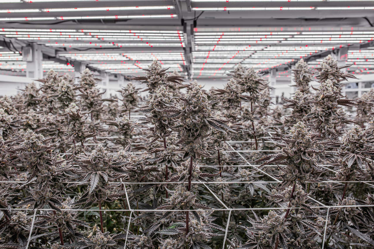 Cannabis plants from the Sour Diesel strain are roped up together in an indoor grow room with bright lights.