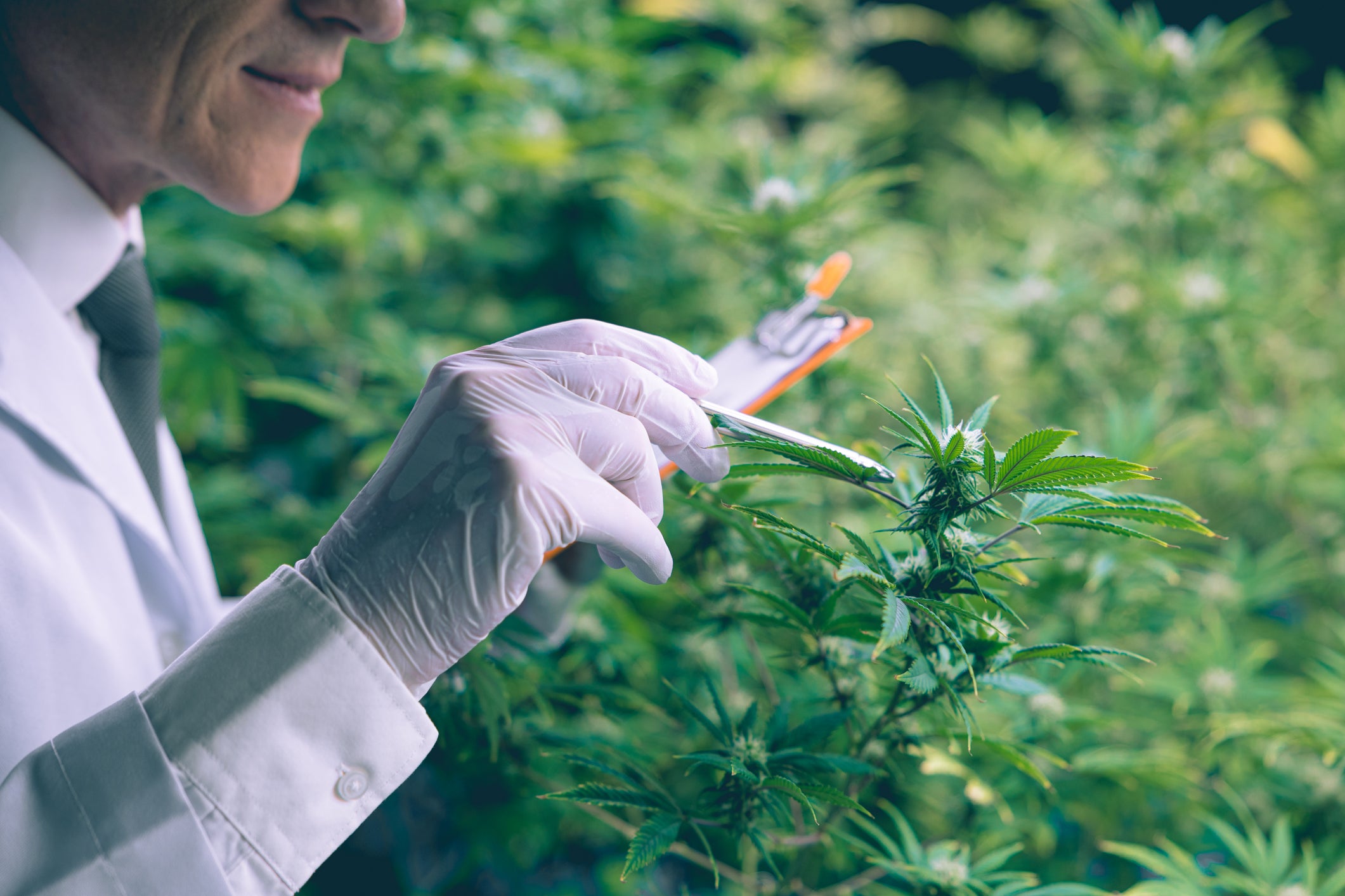 Cannabis expert/scientist examining a cannabis plant