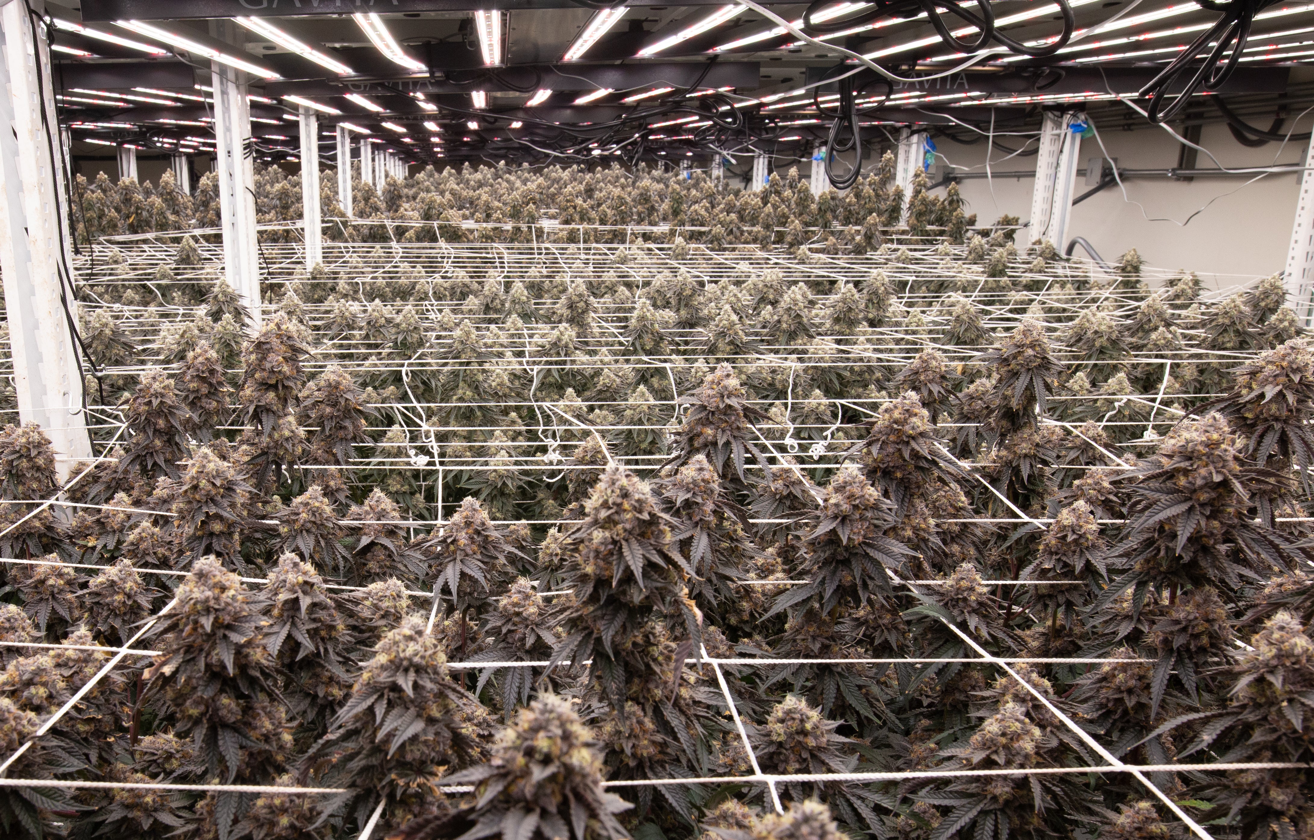 Cannabis plants from different strains of weed, held up by ropes, are grown indoors.