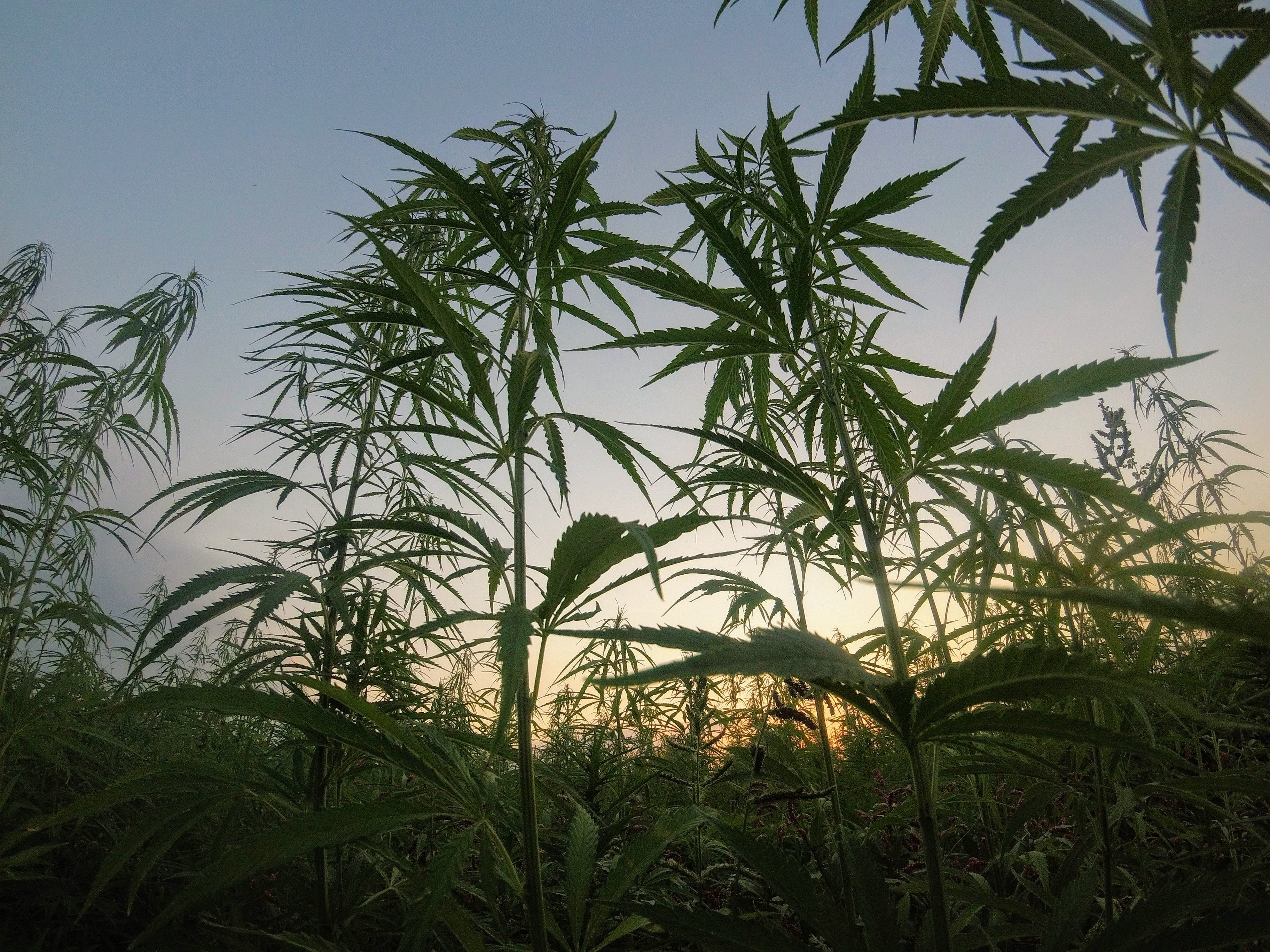 Tall cannabis plants with different strains of weed grow outdoors at sunset.