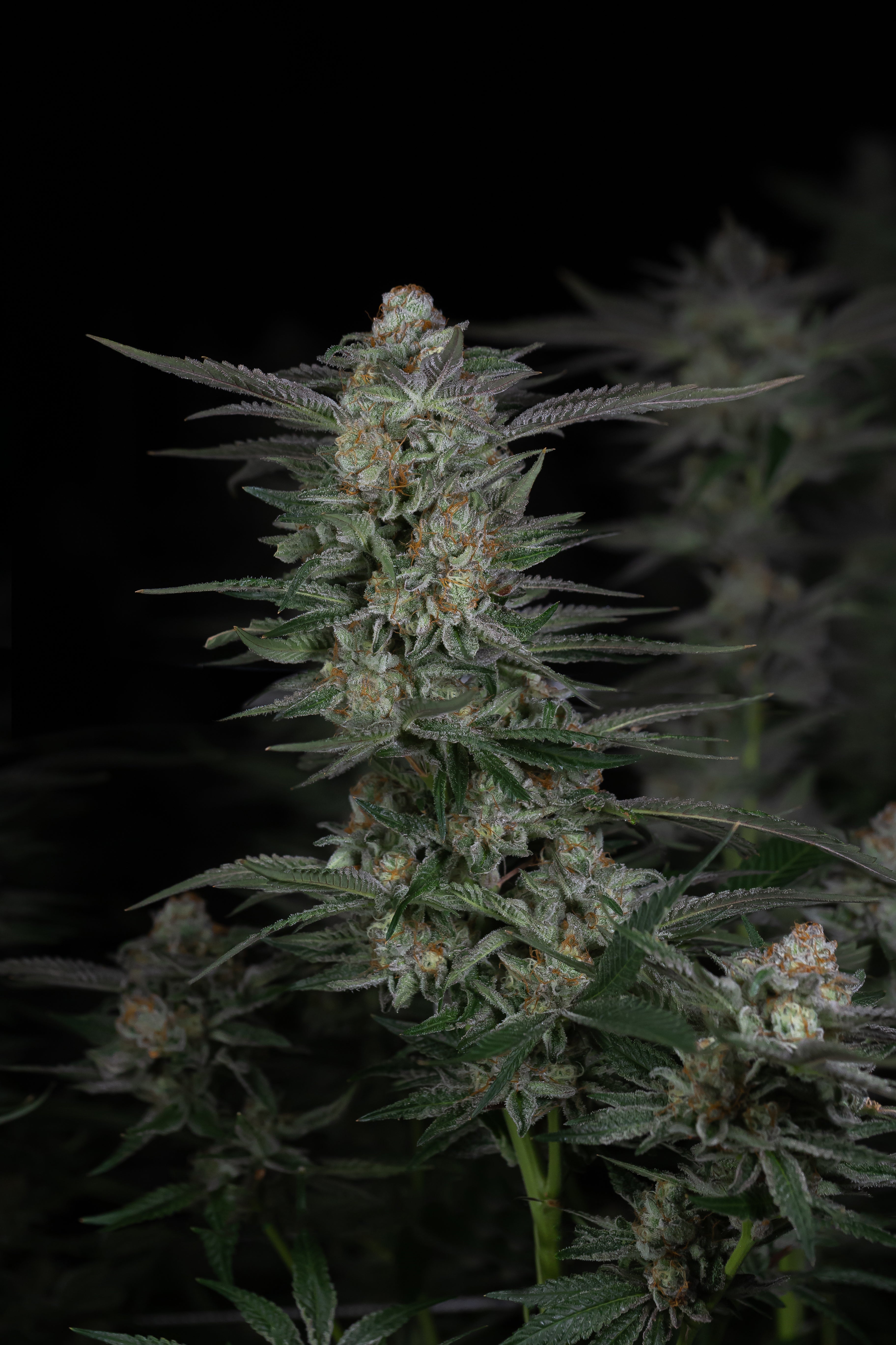 A tall stalk of bright green cannabis flower buds stands against a black backdrop.