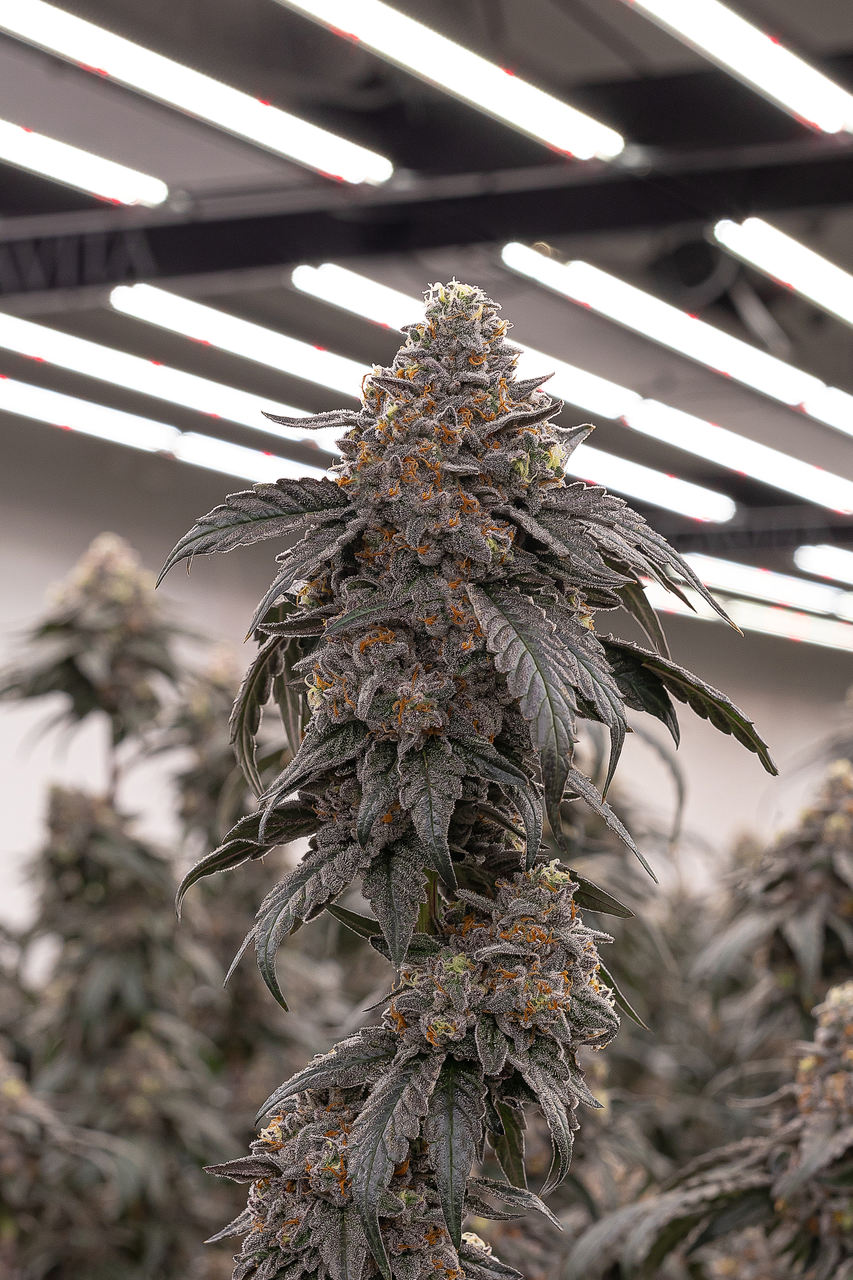 A tall stalk of cannabis flower from the Gorilla Glue strain stands in a grow room under bright lights.