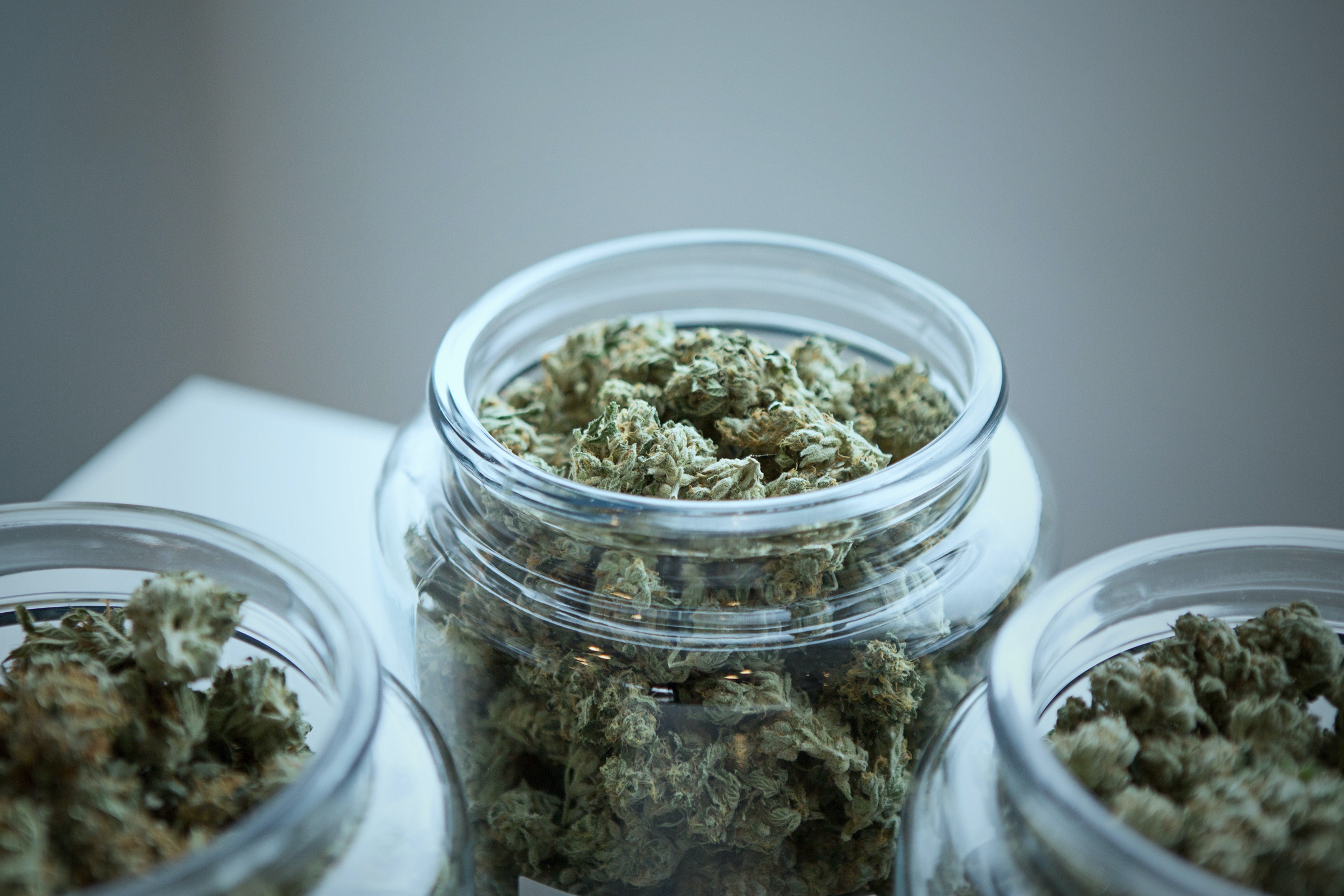 Three large glass jars filled with premium cannabis flower are placed on a table.