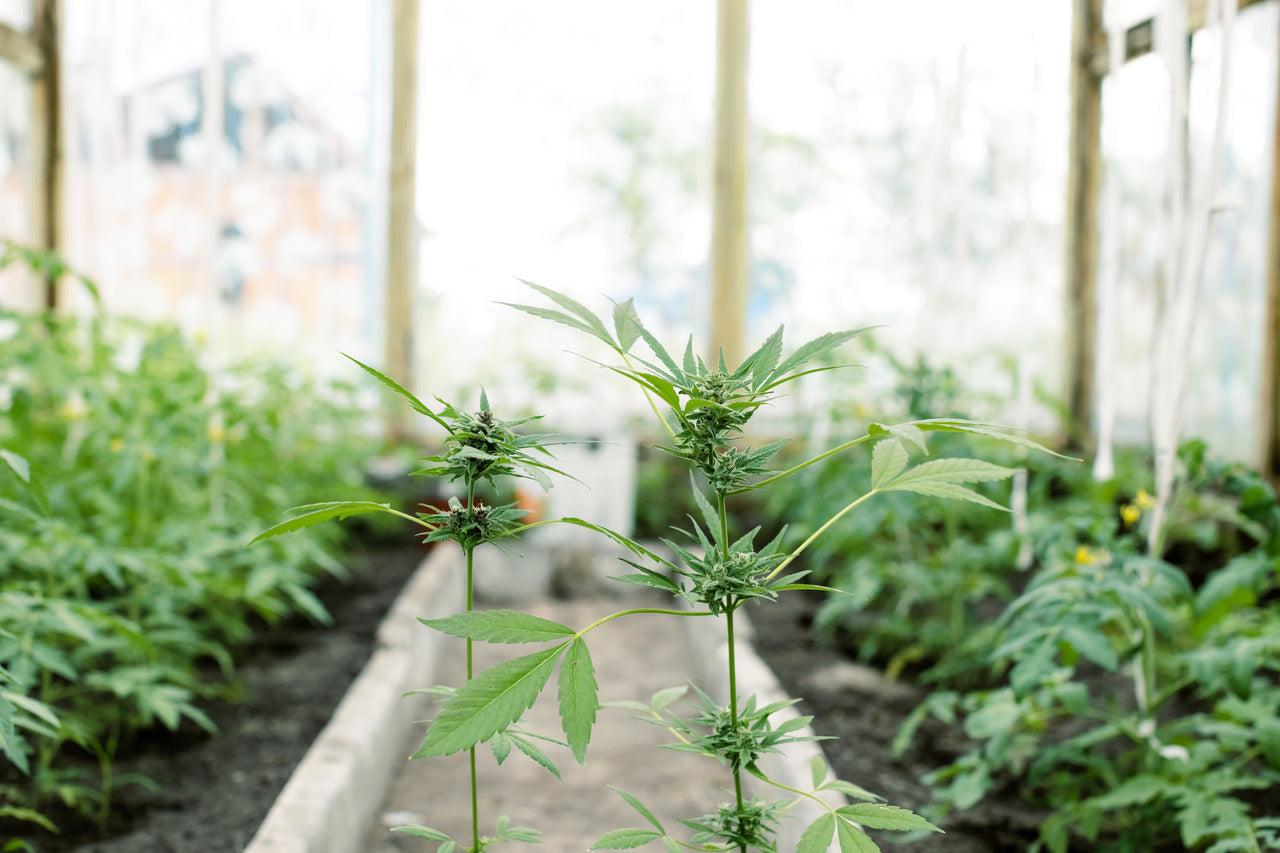 Two stalks from cannabis plants stand in the middle of a large indoor grow room for different strains of weed.