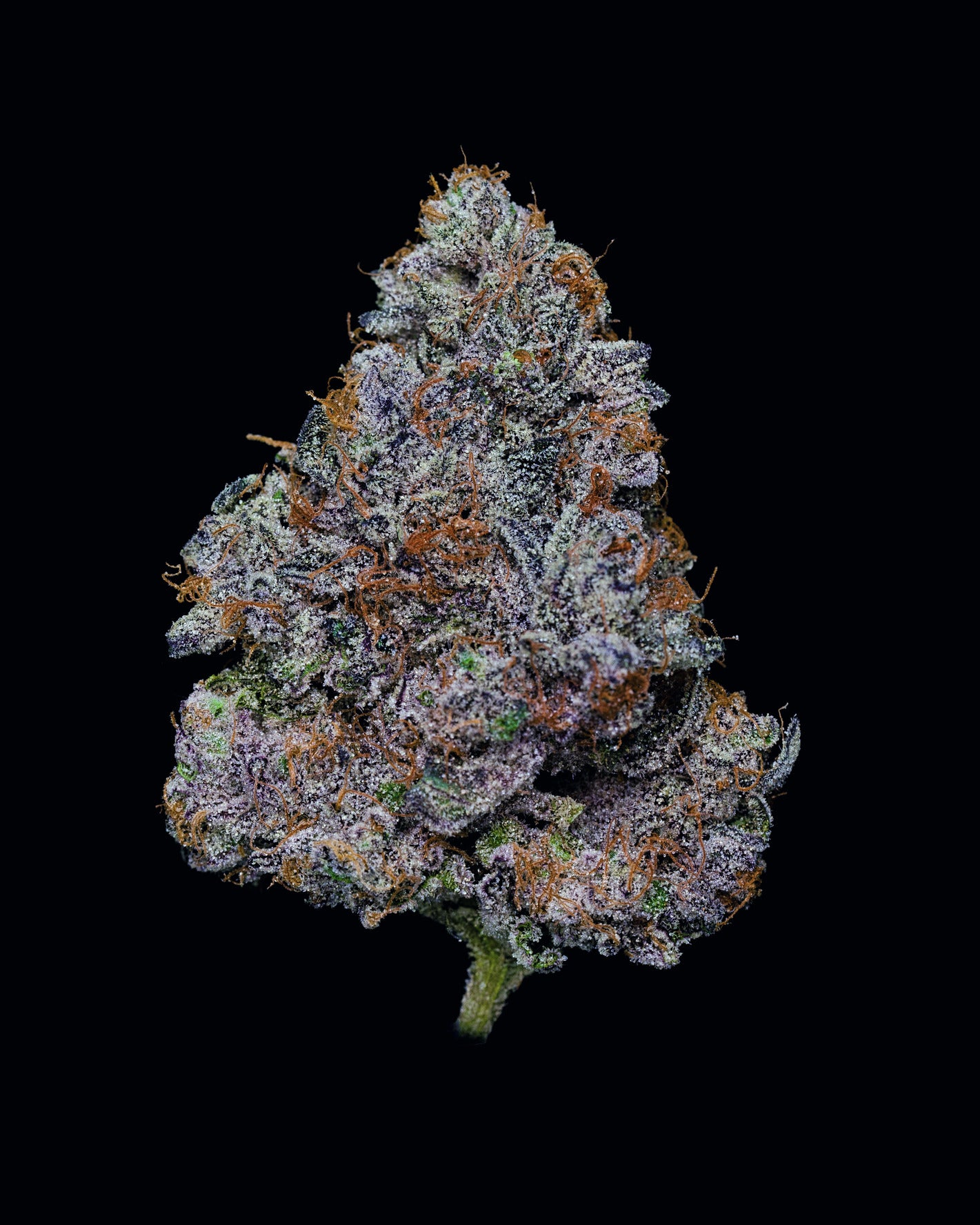 A small nug of cannabis flower from the Vanilla Runtz weed strain sits in front of a black background.