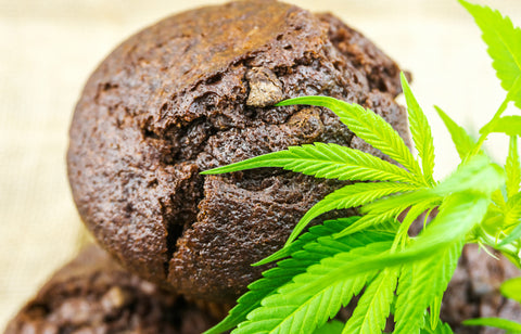 A chocolate muffin infused with cannabis sits next to the green cannabis flower.