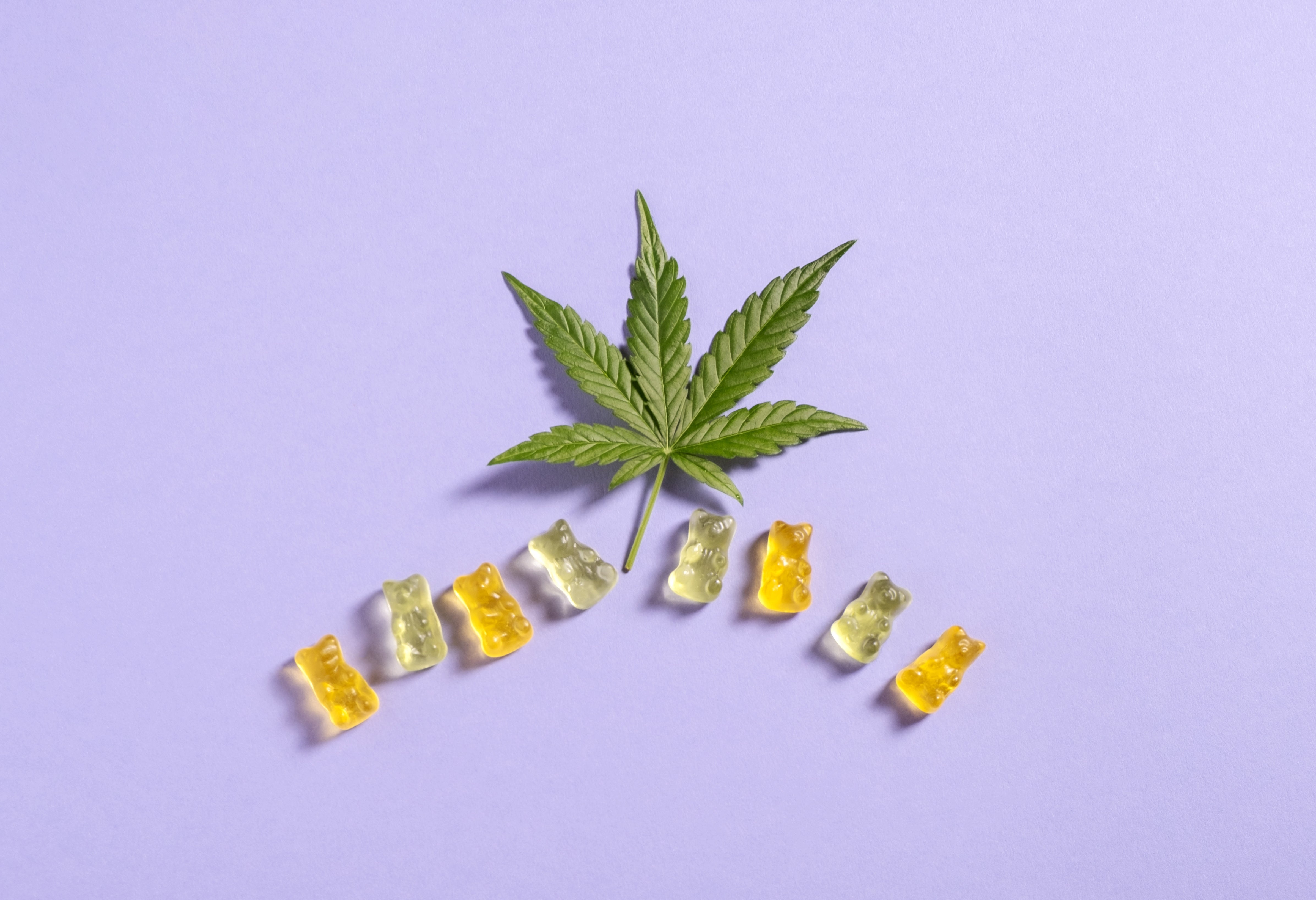 Weed gummies are laid out in a row beneath a cannabis flower leaf on a purple surface.