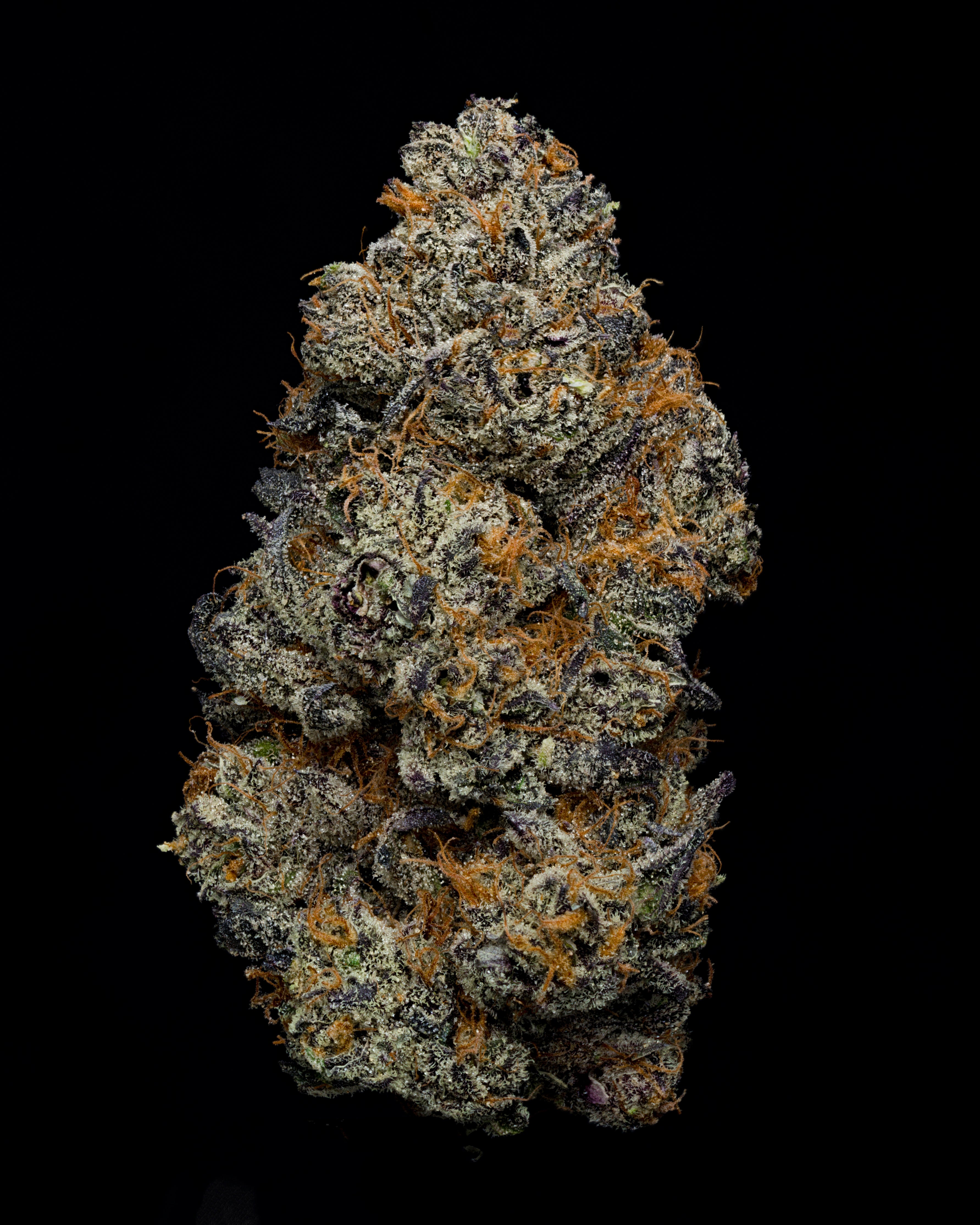 A nug of cannabis flower from the White Truffle strain stands against a black background.