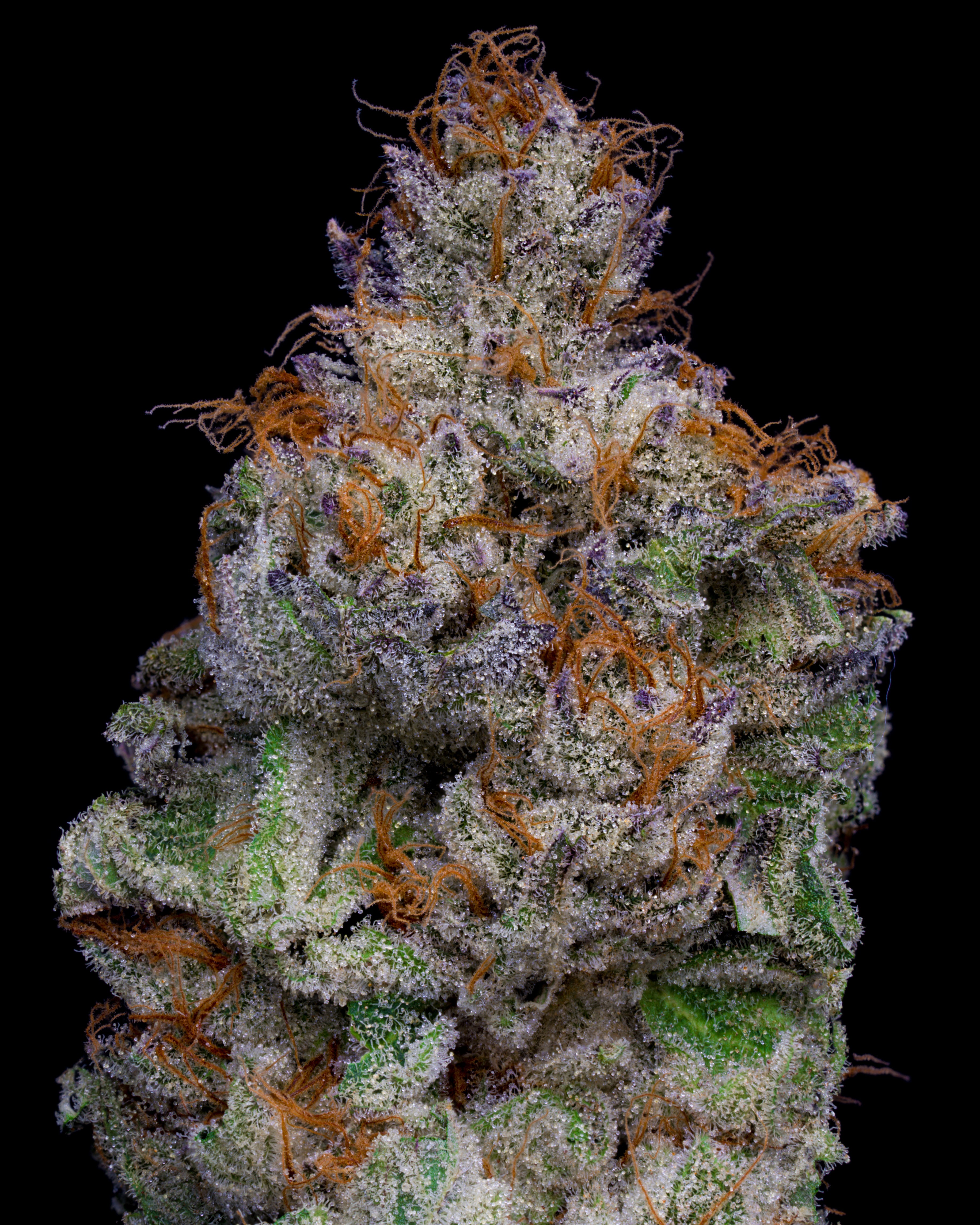 A nug of cannabis flower from the Zelato strain stands against a black background.