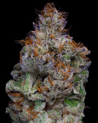 A cone-shaped nug of cannabis flower from the zelato strain bears orange and purple hairs.