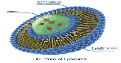 Structure of Liposome></div>
<p>Liposomes are fascinating little molecules. And the way they're constructed is the key to why they make such an amazing nutrient delivery system. Liposomal spheres are made up of a double layer of phospholipids with a liquid center. Each phospholipid molecule has a round head that is hydrophilic (loves water) and a double tail that is hydrophobic (hates water).</p>
<p>The magic happens when these phospholipid molecules are introduced into a water-based environment.</p>
<p>The phospholipid heads are attracted to the water so they naturally gather themselves together to form an outer surface that faces the water. The tails, which are repelled by water, face the opposite direction. Because liposomes have liquid centers, a second layer of phospholipid heads line up facing the inside of the cell, attracted to the water there. This leaves the phospholipid tails of the two layers facing each other. The resulting structure is a double-layered, bubble-like membrane we know as a liposome.</p>
<p>Since liposomes are composed of the same material as most cell membranes, your body recognizes and accepts them as a friendly substance, allowing them to be easily absorbed into the bloodstream. Once there, they circulate throughout your body, merging with your cell membranes and releasing their nutritional contents directly into your cells. As a result, your body gets the maximum amount of pure, non-degraded nutrition with optimal cellular bioavailability.</p>
<h2>An Unexpected Bonus</h2>
<p>In addition to effectively delivering a specific nutritional supplement to your cells, liposomes may also help your cells repair themselves. Since cell membranes are made of phospholipids, when they become damaged, they naturally need phospholipids in order to repair themselves. Actually, scientists think that may be a key to how the nutrients contained in the center of liposomes are released. When damaged cells take phospholipids from the liposomes to repair themselves, the nutritional contents inside are released.</p>
<h2>Liposomal Vitamin C Benefits</h2>
<p>Vitamin C is a powerful antioxidant, well known for its role in supporting a healthy immune system. In fact, its immune-boosting reputation is so strong that many people start taking large doses of vitamin C at the first signs of a cold or flu. As important as vitamin C may be in helping you fight the symptoms of an existing illness, according to a <a href=