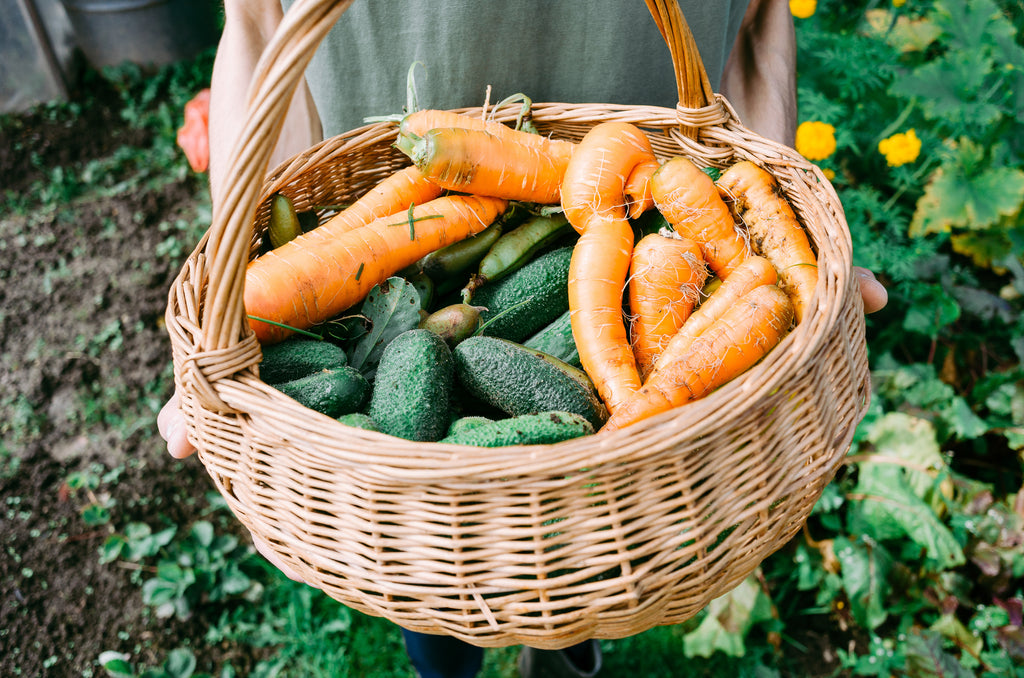 Harvested fall vegetables