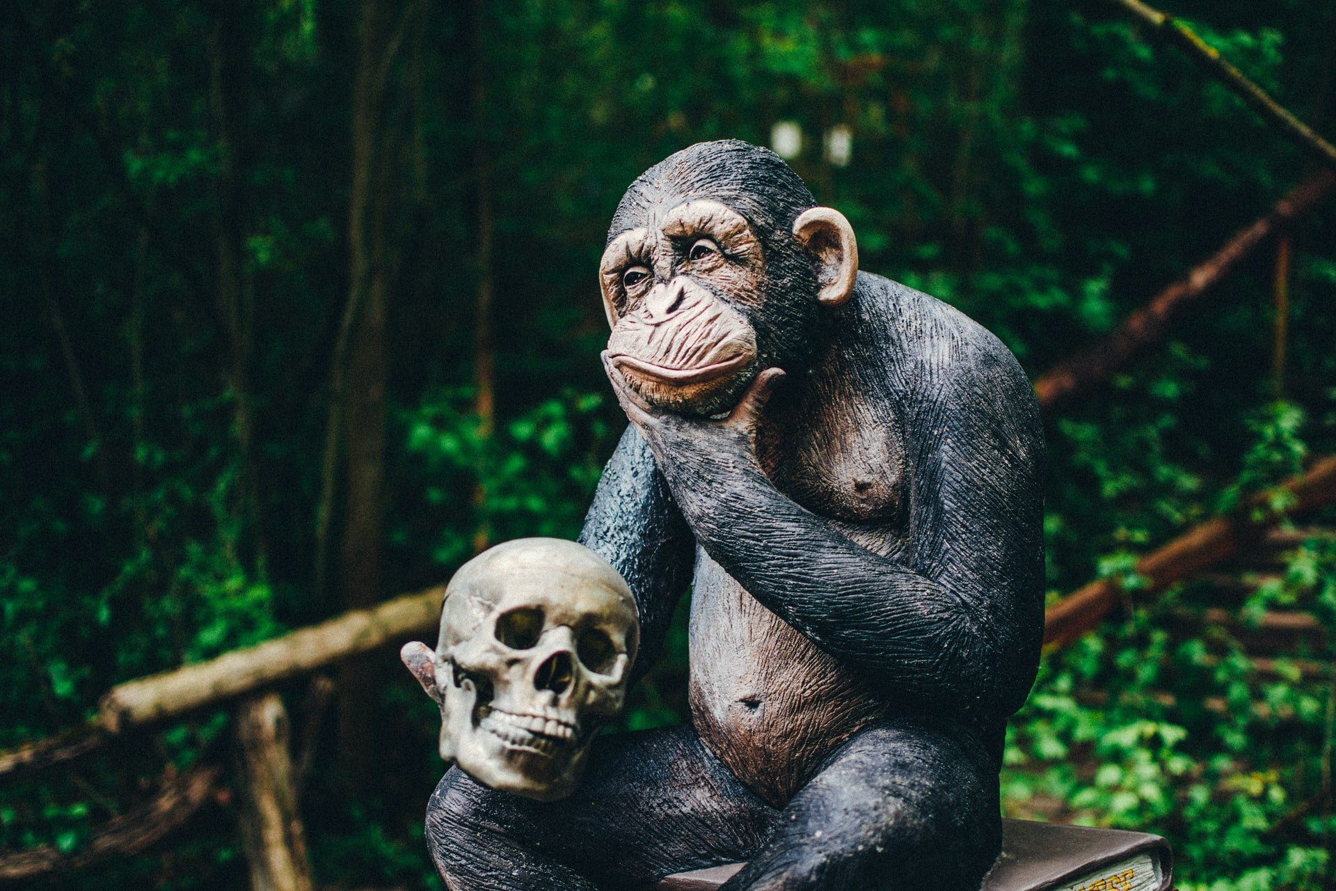 Monkeys with skull