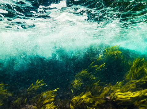 Algae