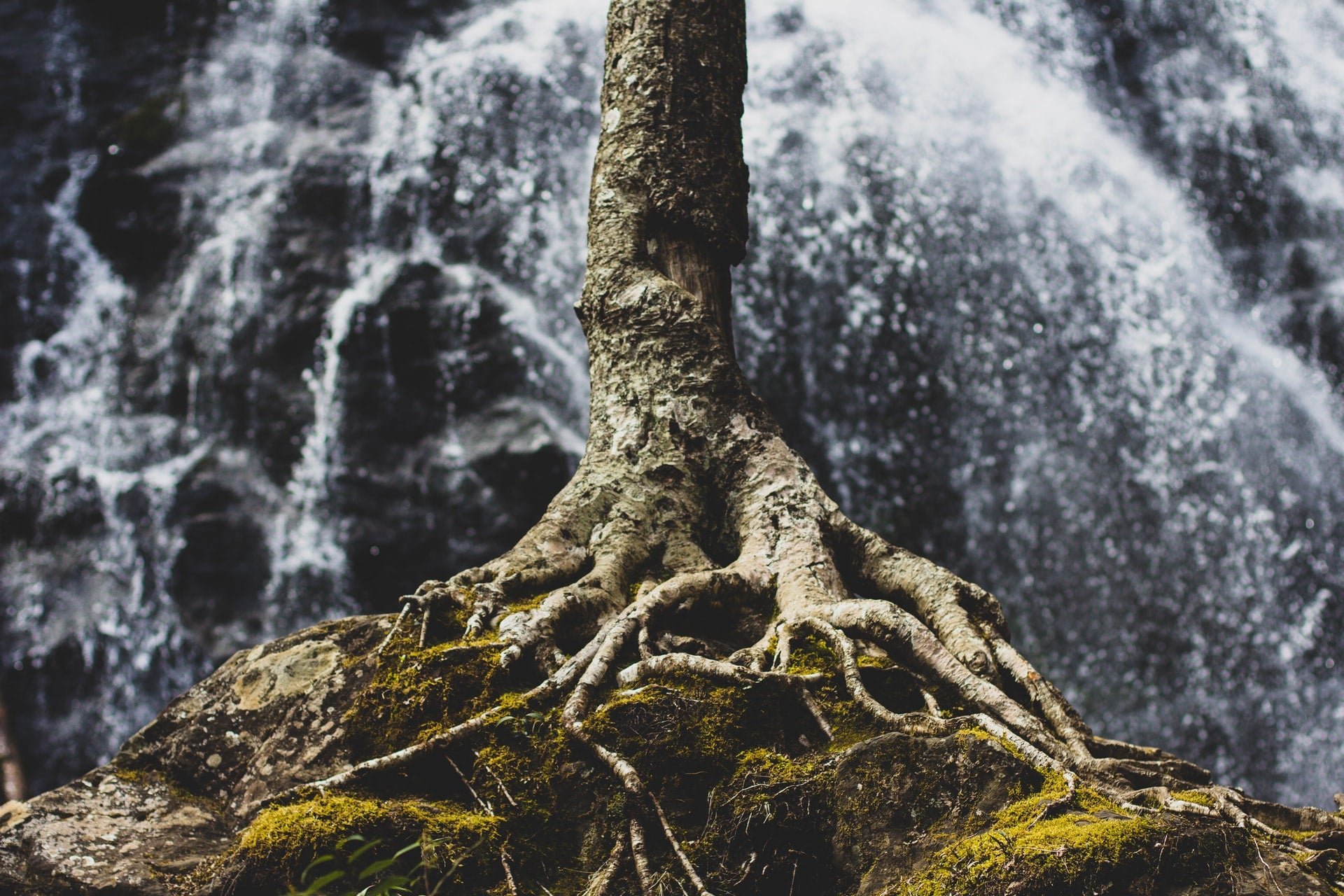 Baum am Wasserfall