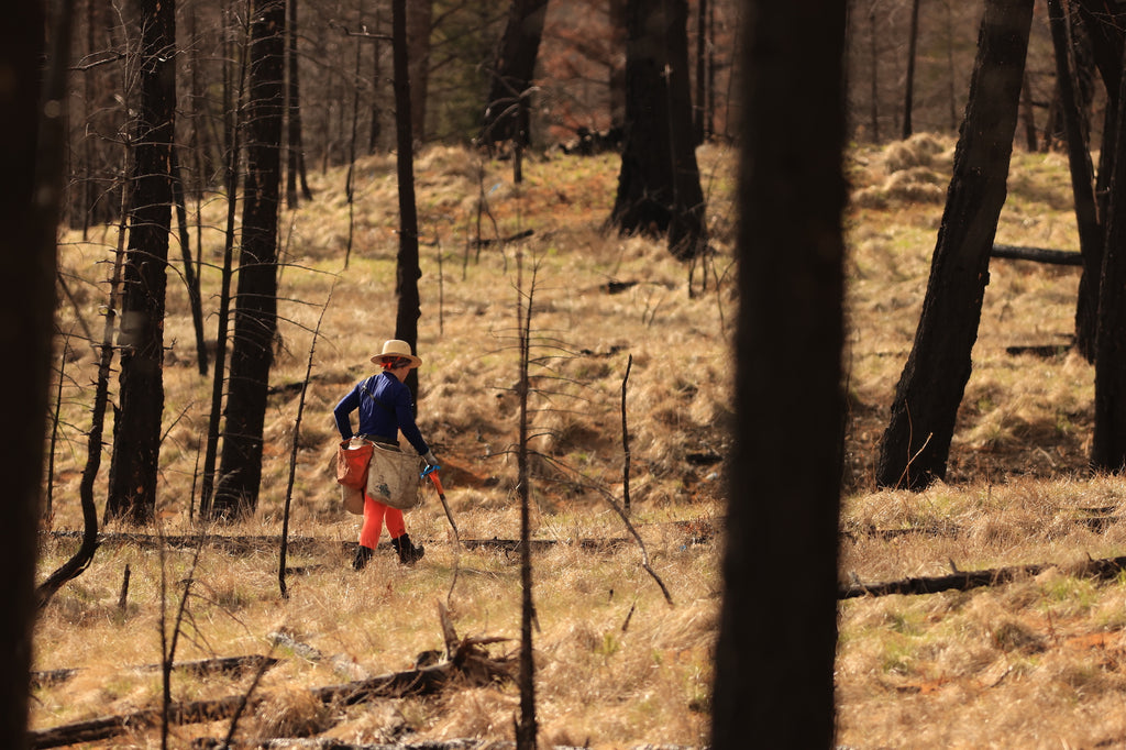 Un employé en train de planter des arbres à Cariboo, Canada | NIKIN Blog