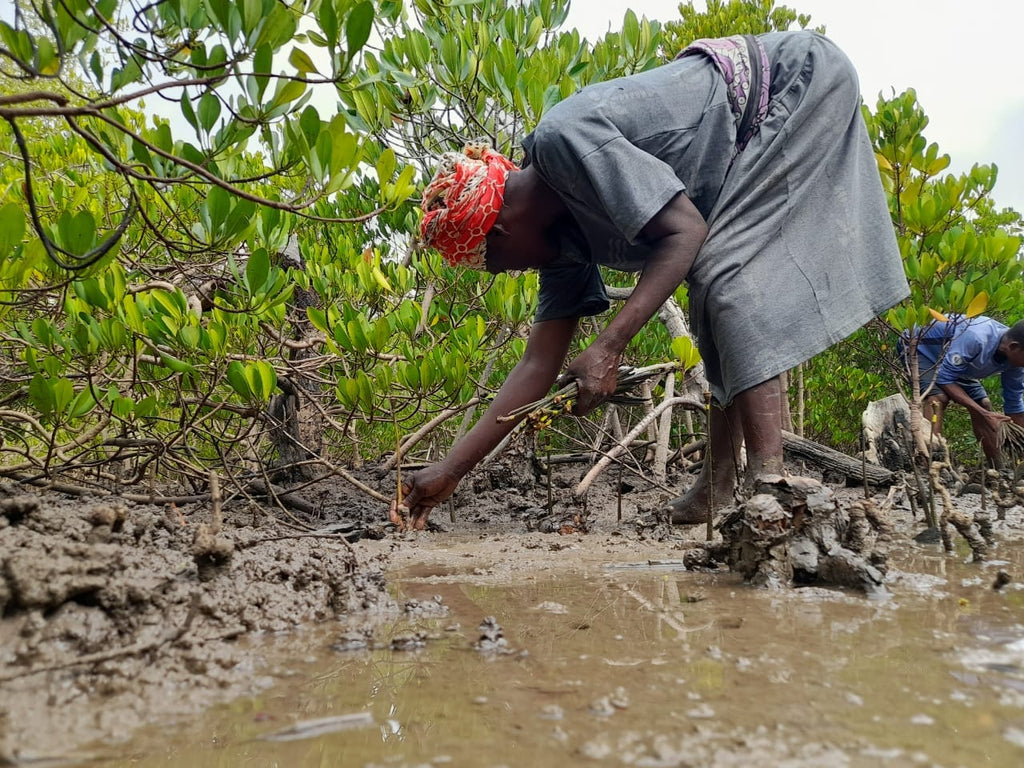 La communauté en train de reboiser la mangrove à Kwame, Kenya | NIKIN Blog