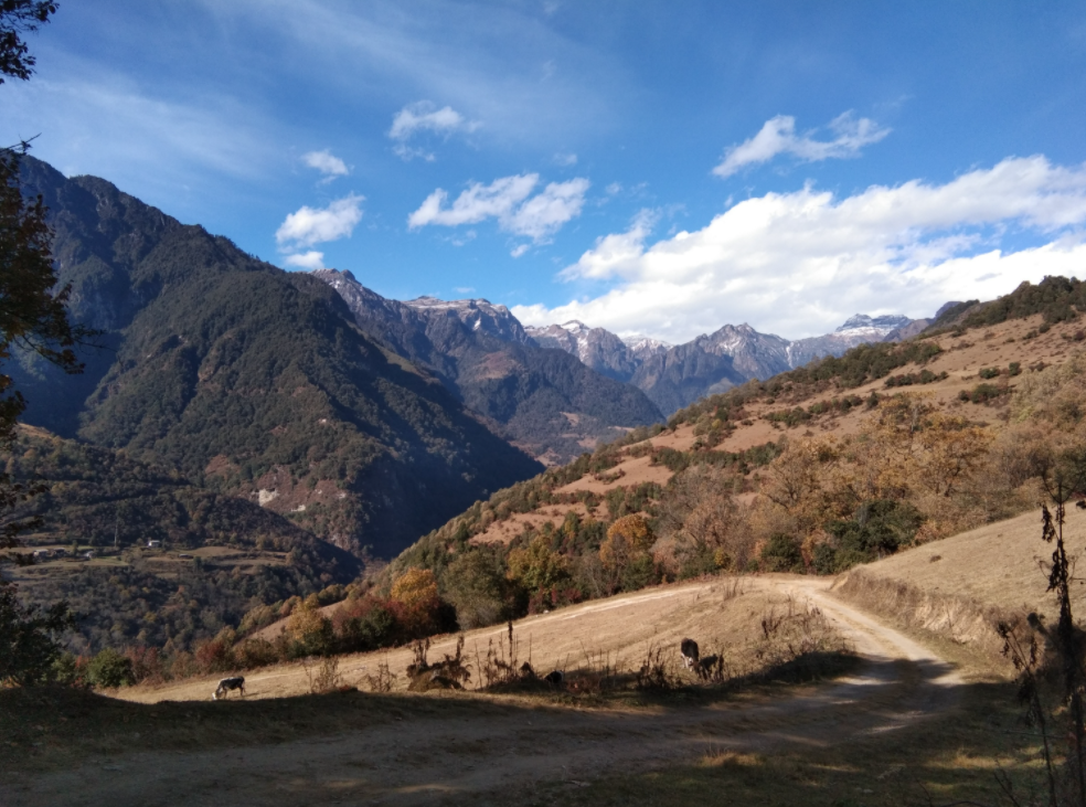 Bhutan Tree Planting