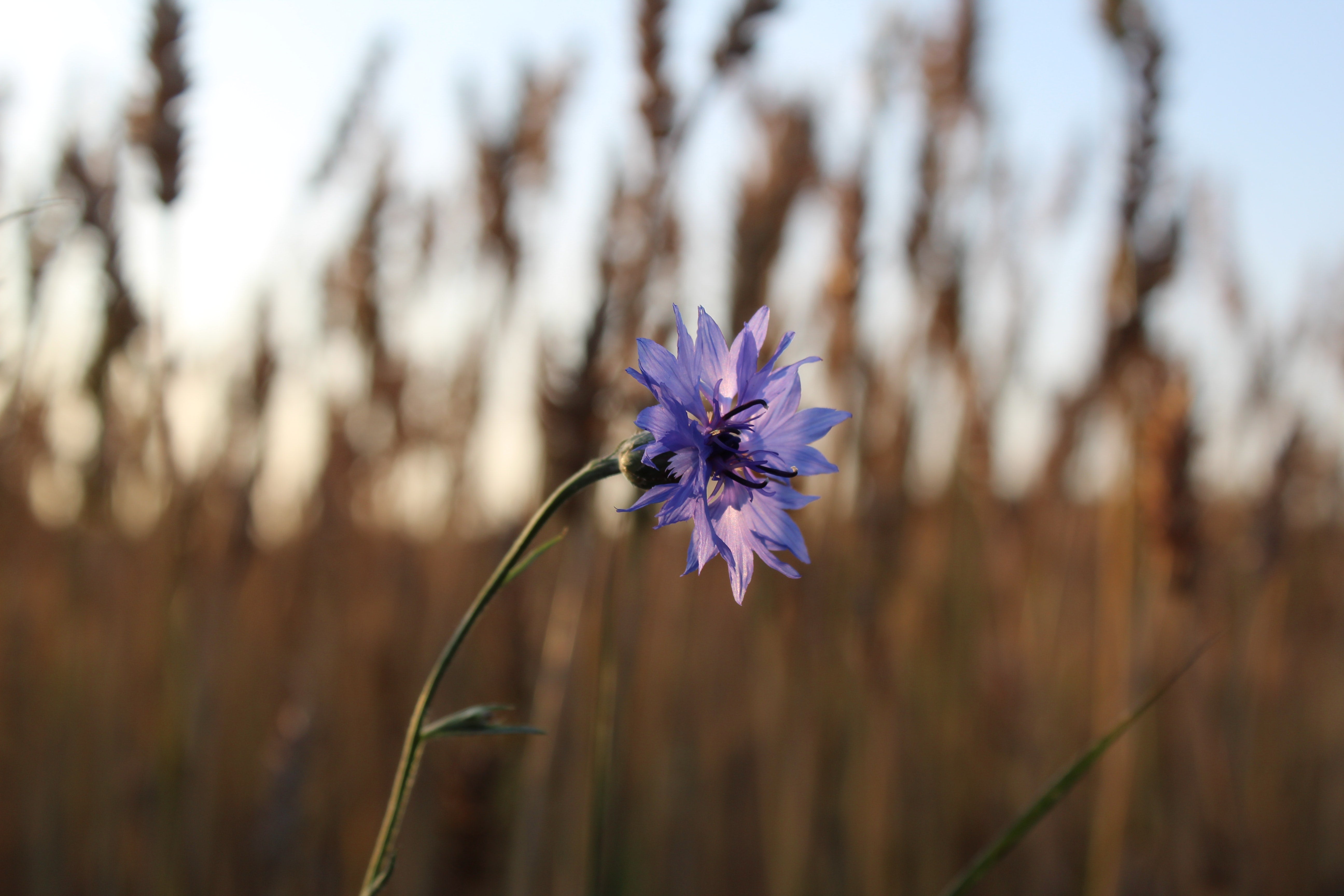 Fleur dans le champ