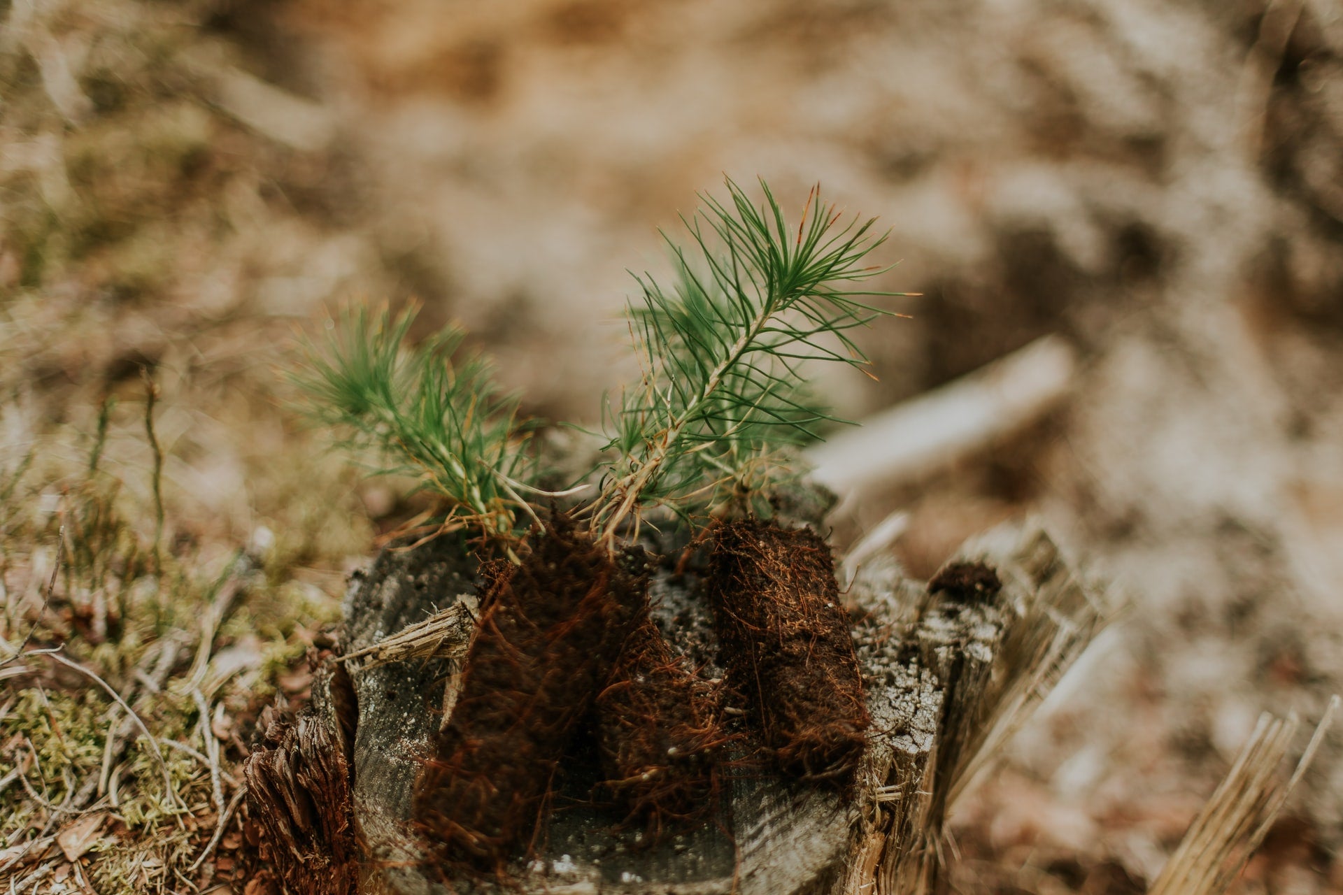 Young tree