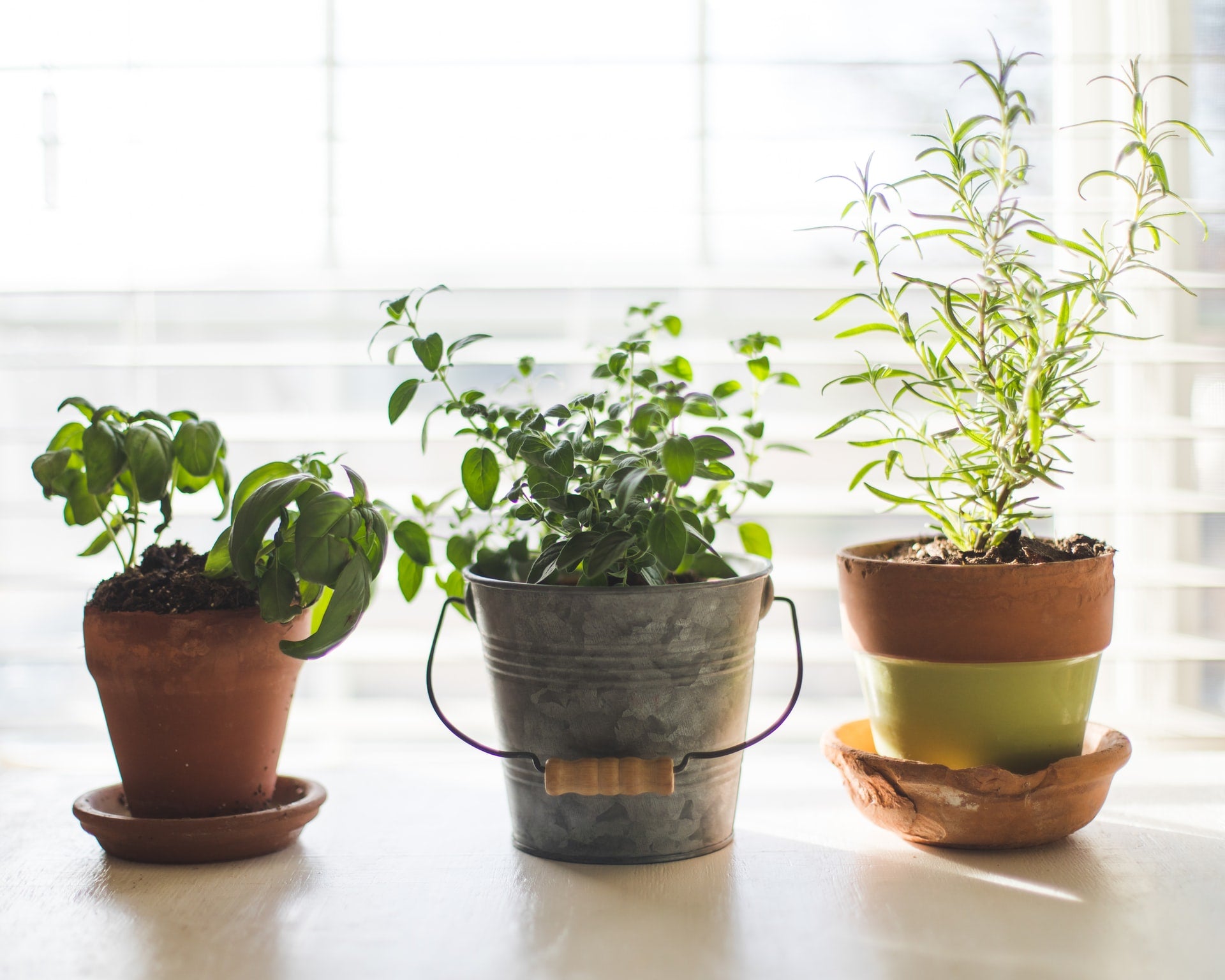 Potted herbs