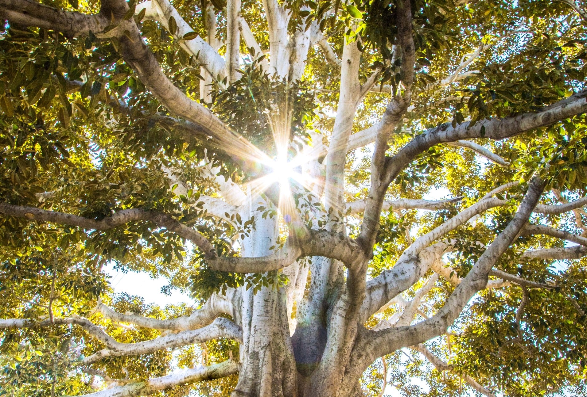 Baum im Licht