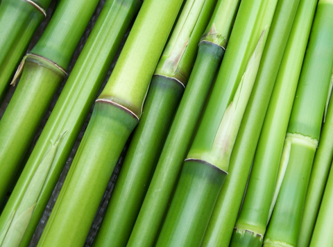 Bamboo