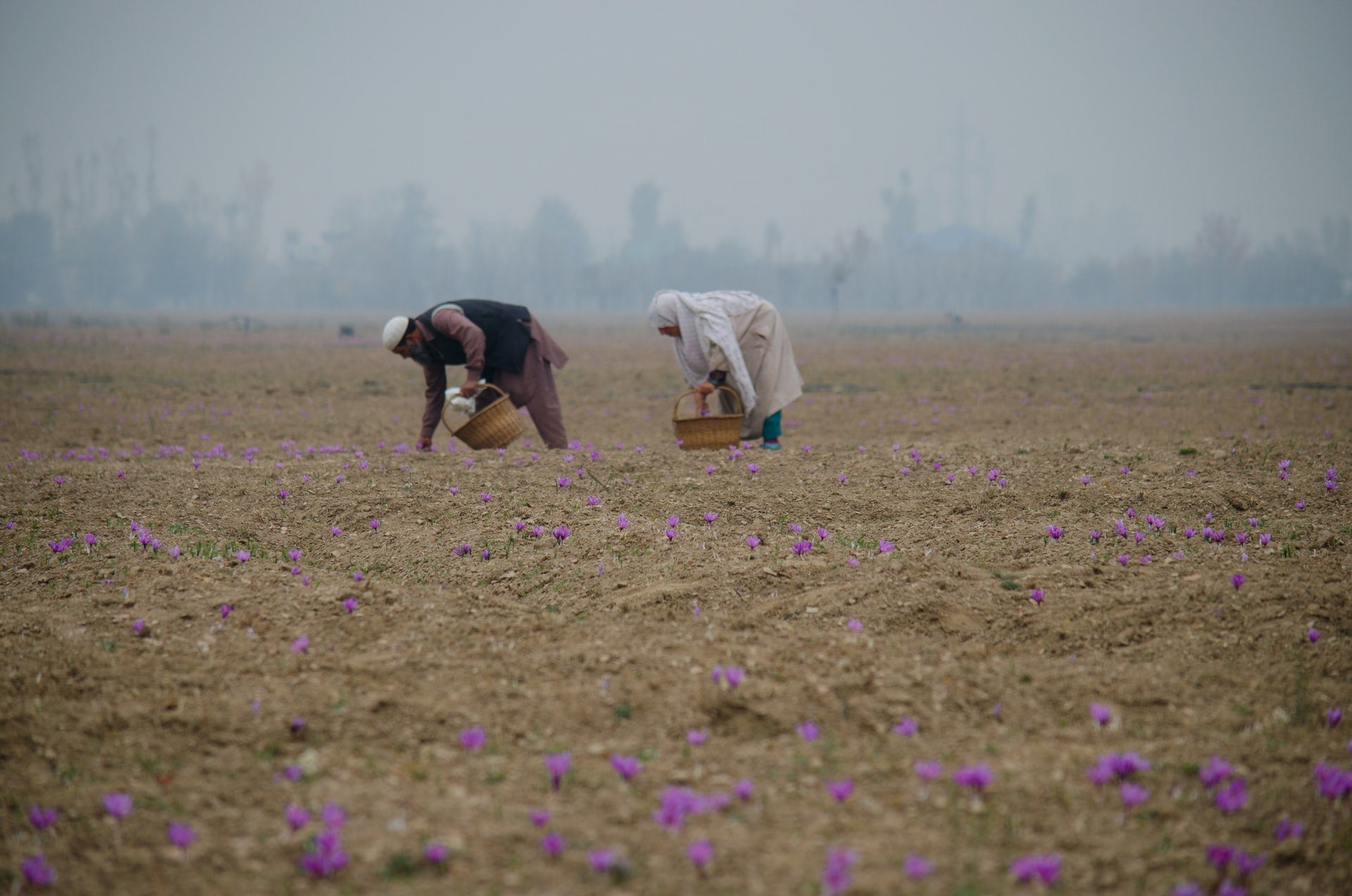 People harvesting flowers