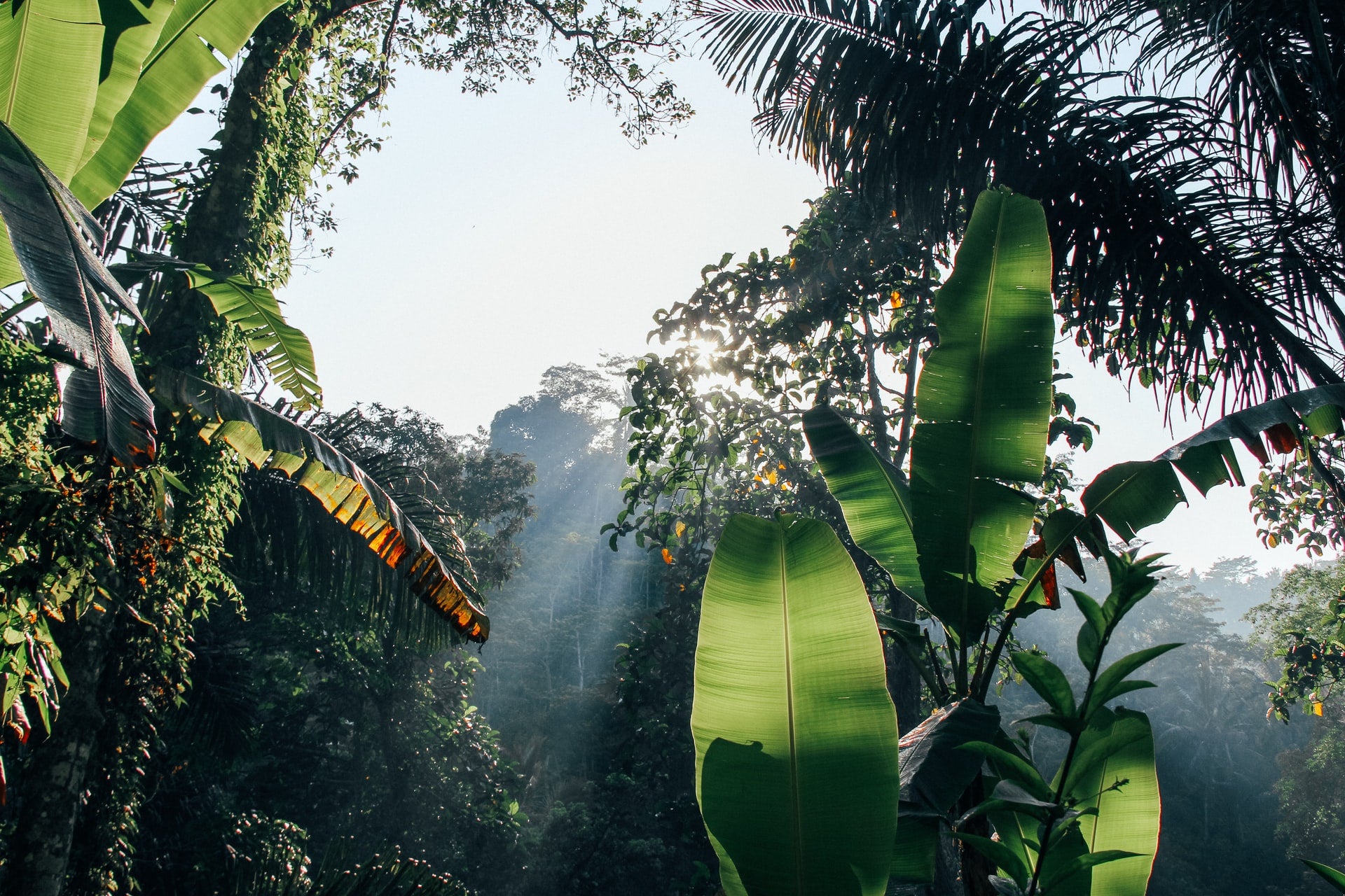 Forêt tropicale