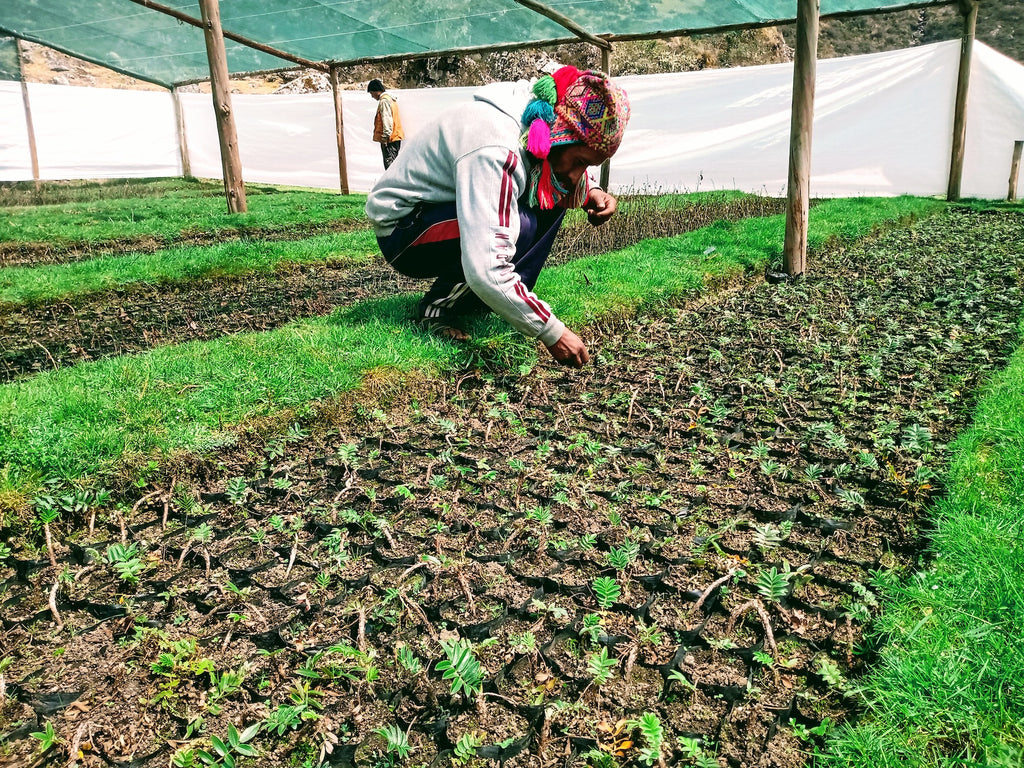 Growing your own seedlings in the Andes | NIKIN Blog
