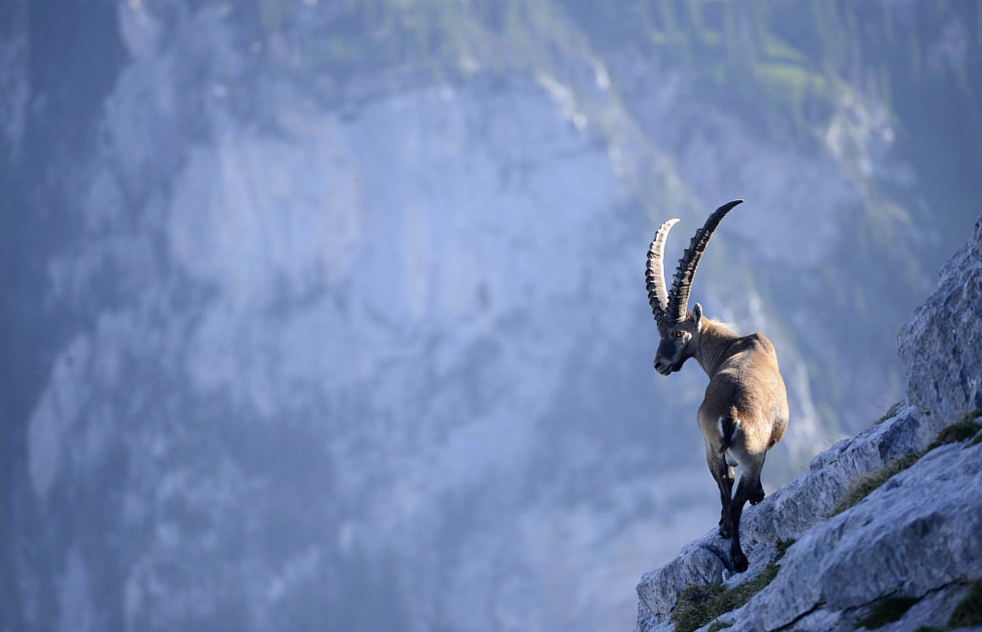 Steinbock