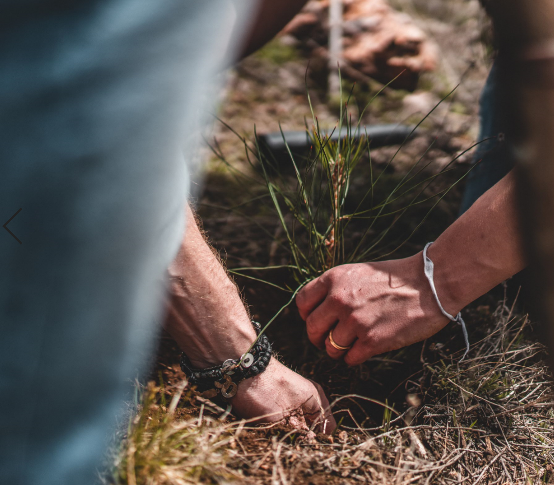 Tree Planting