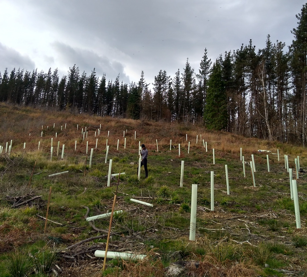 Free Trees for Portugal