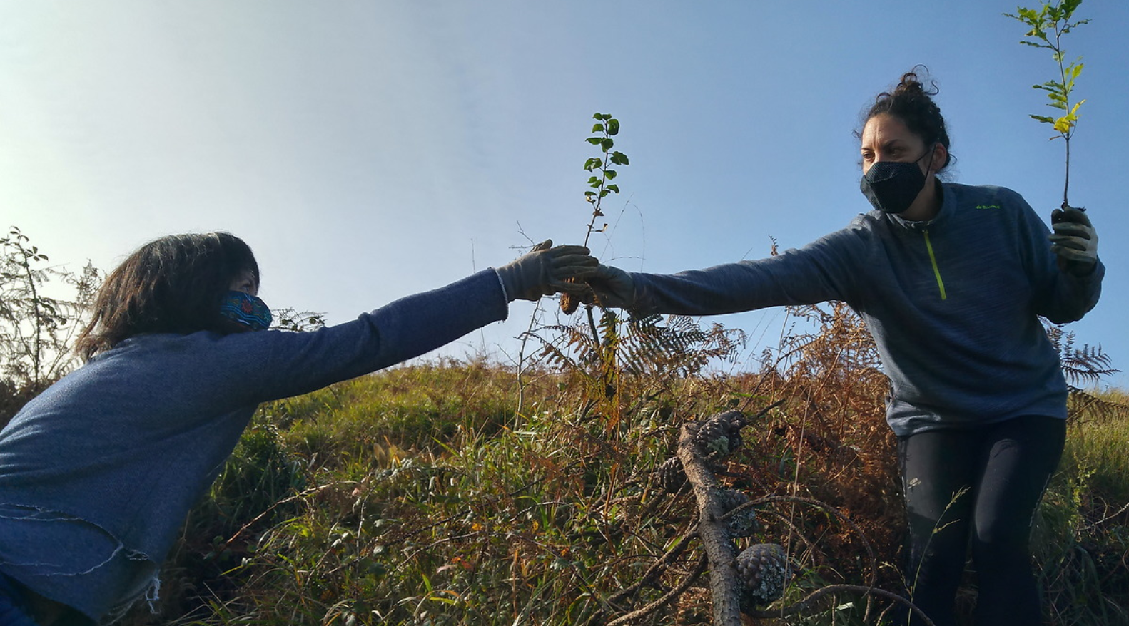 Free Trees for Portugal