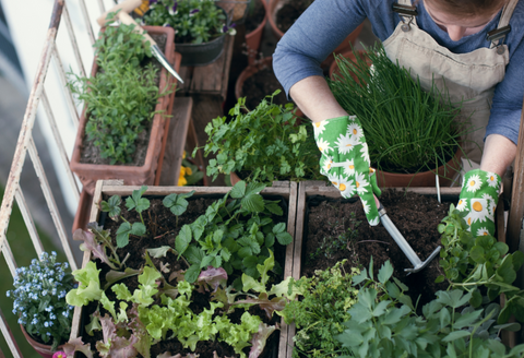 Raised bed