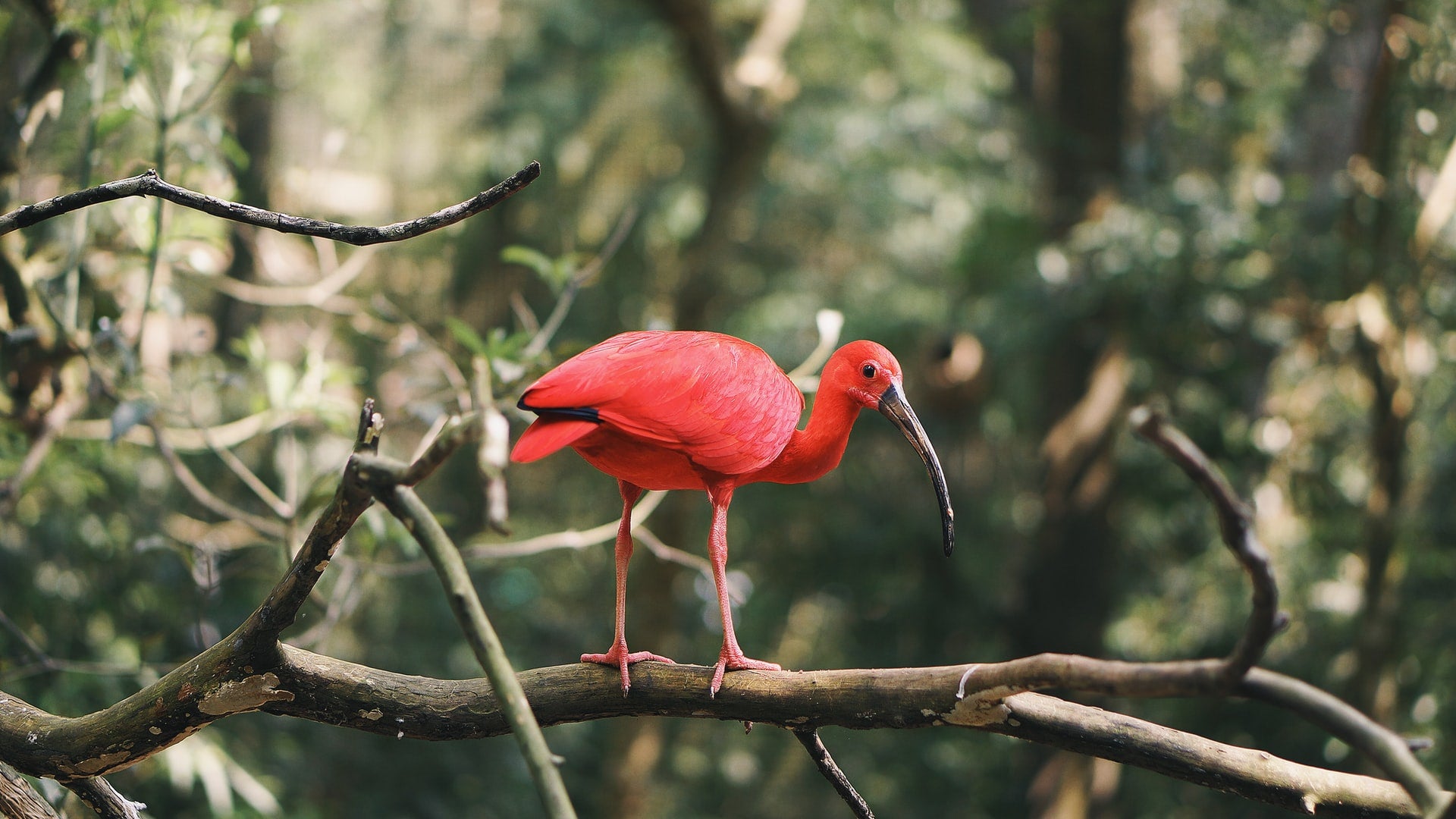 Bird in the rainforest