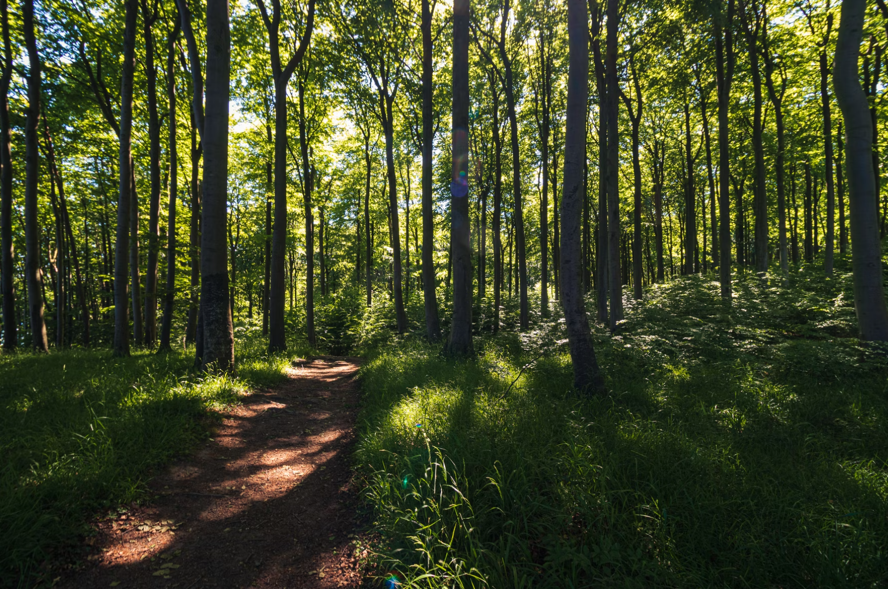 Waldweg