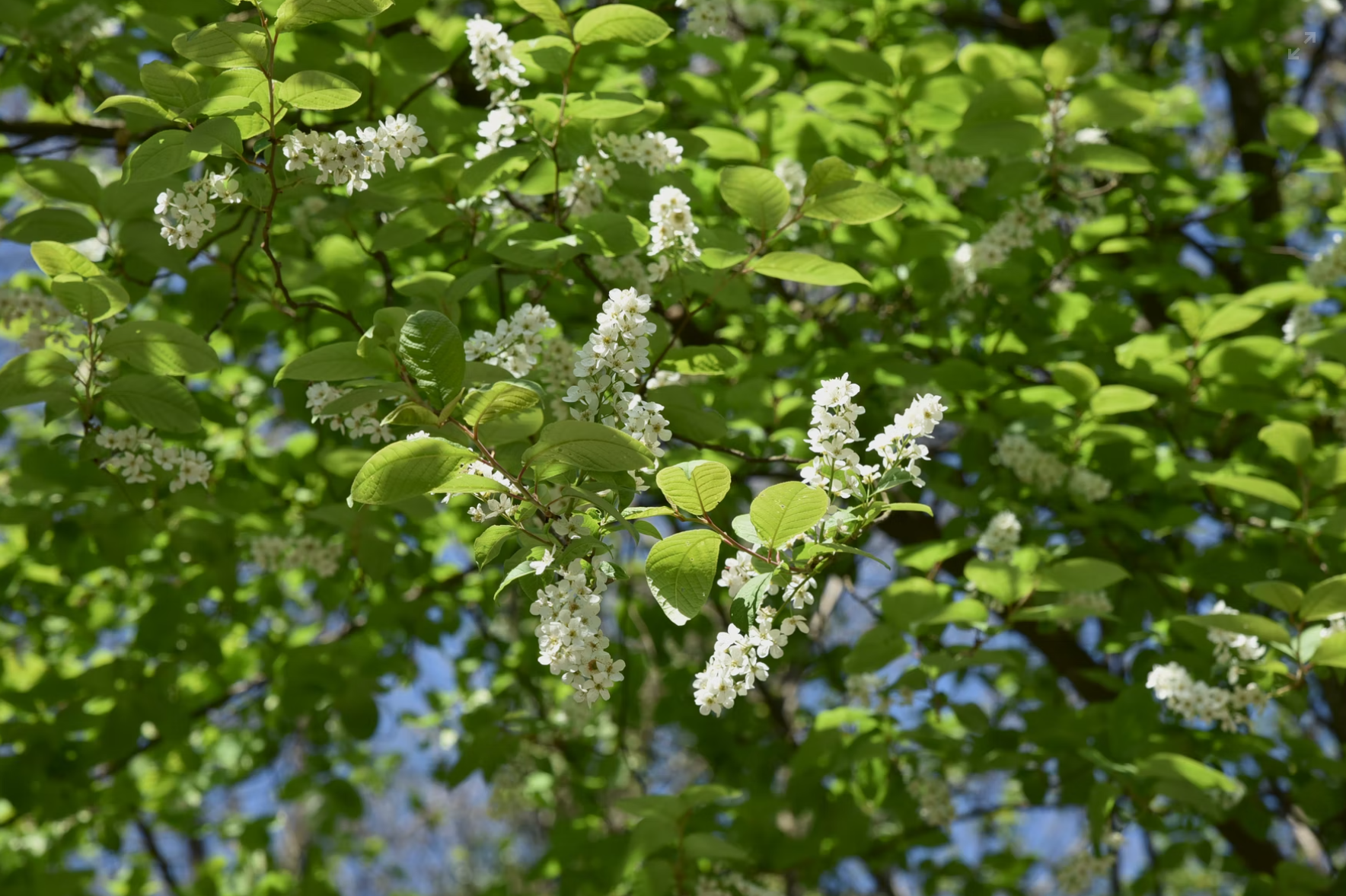 Blühender Baum