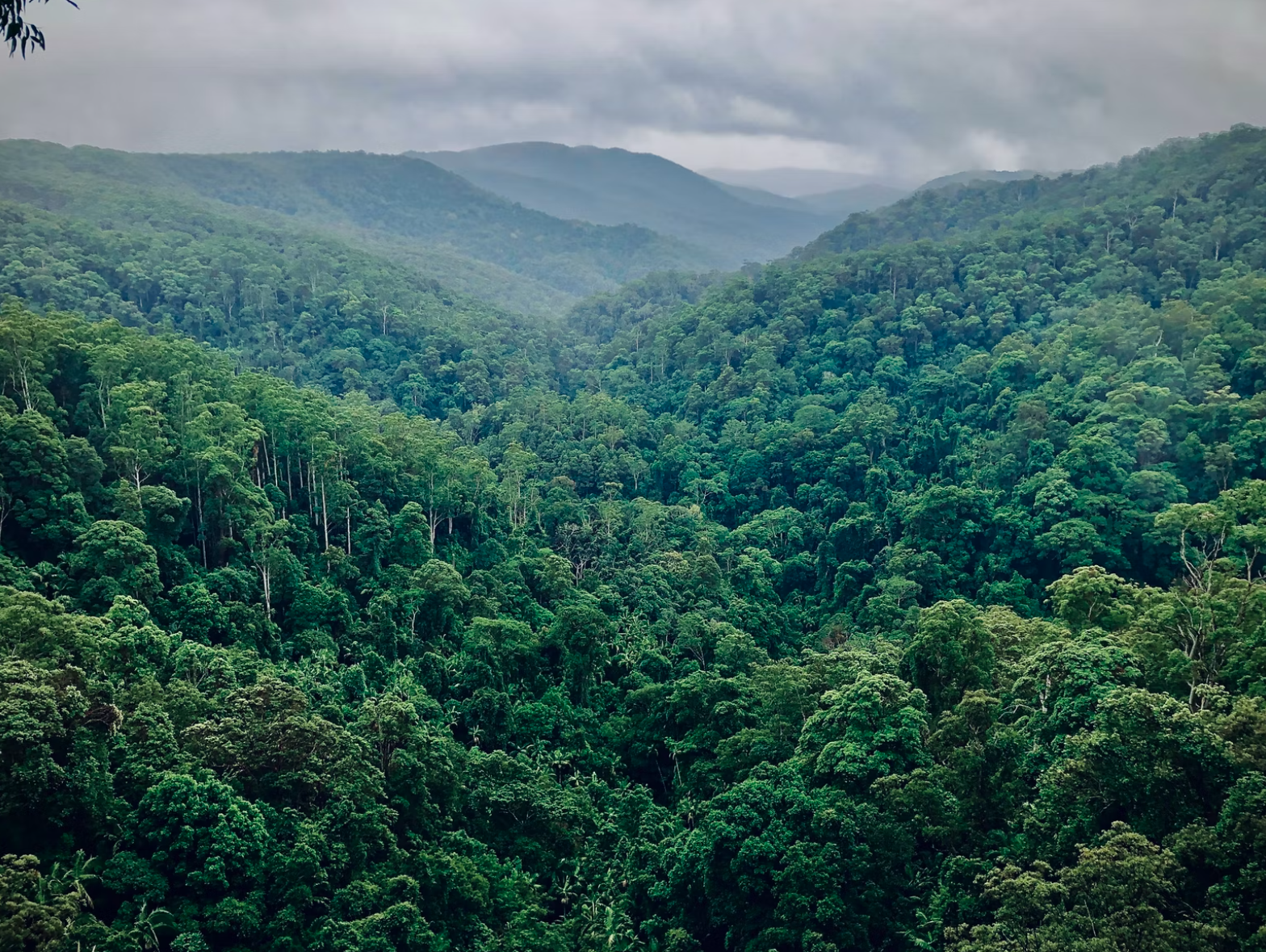 Amazonas Regenwald