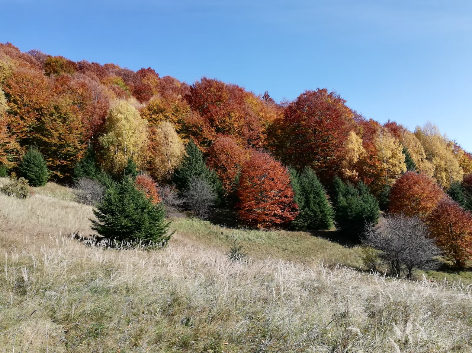 Mixed forest