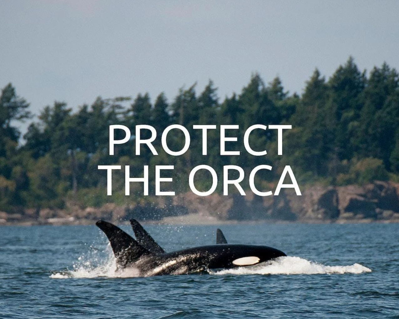 Orca Project