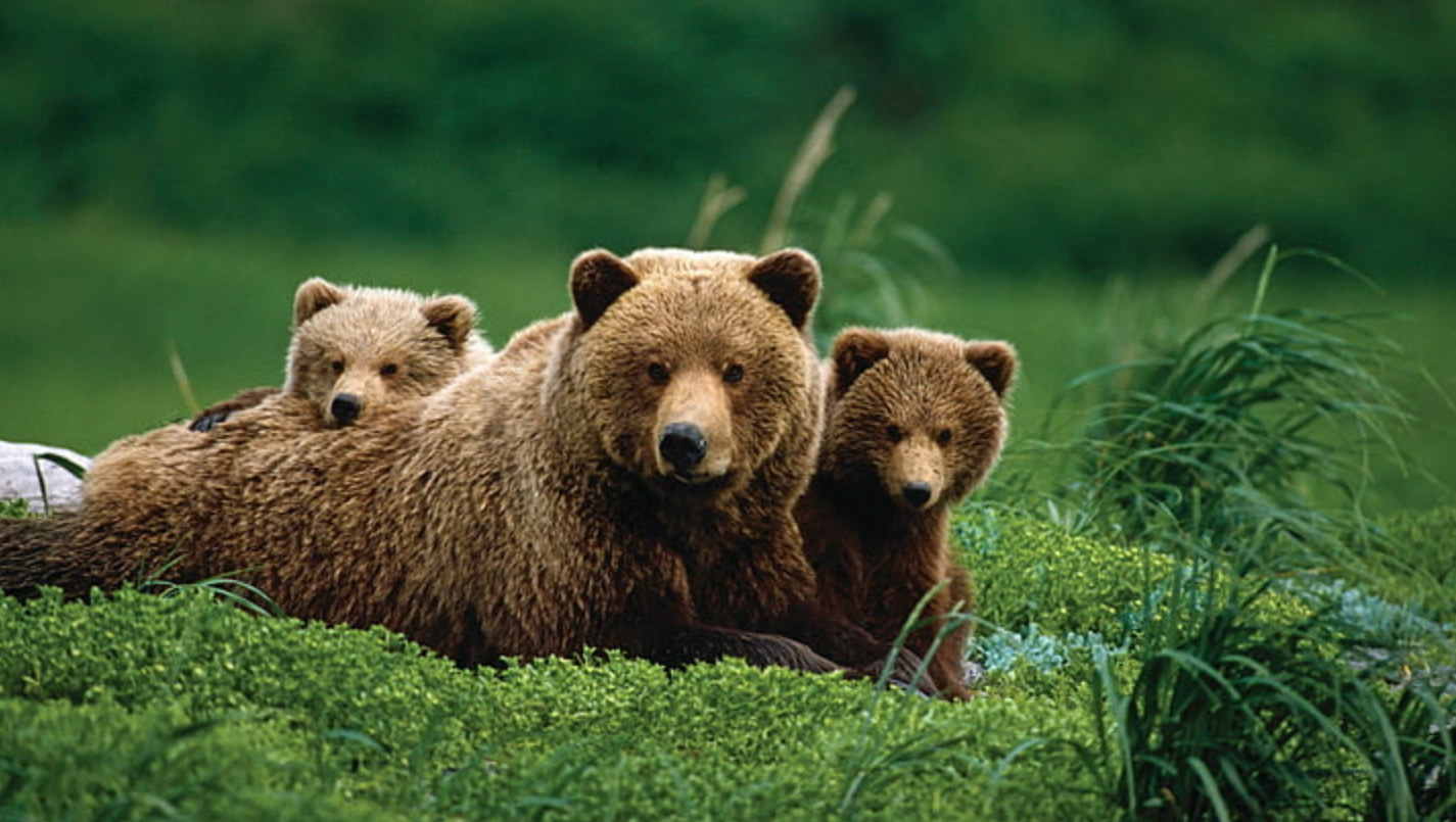 Wildlife Switzerland