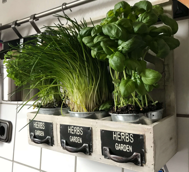 Kitchen herbs