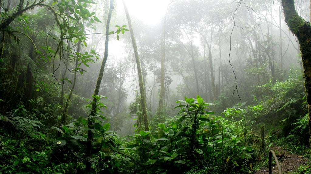 La forêt tropicale stocke le CO2 | NIKIN Blog